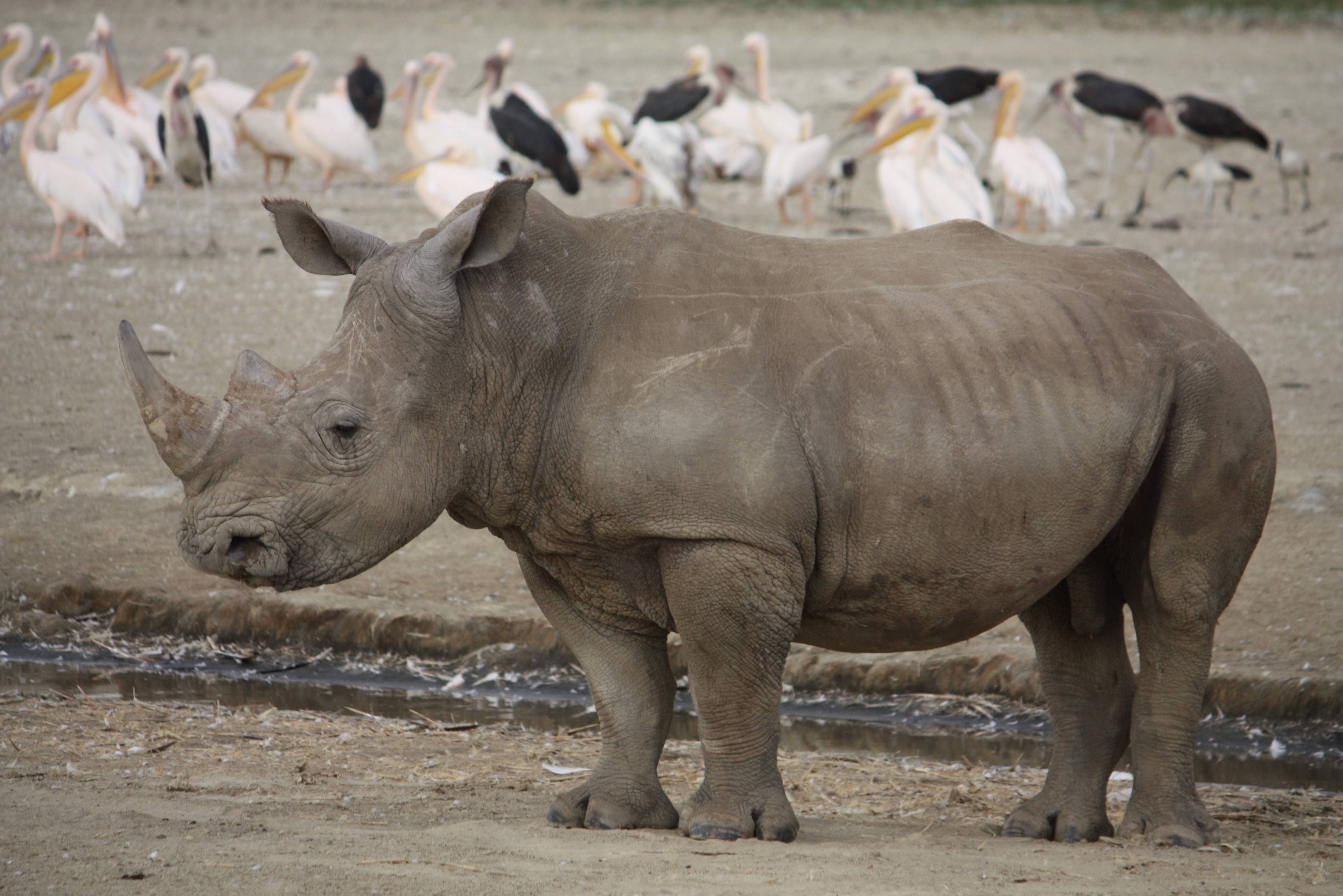 Neushoorn in het Lake Nakuru National Park in Kenia