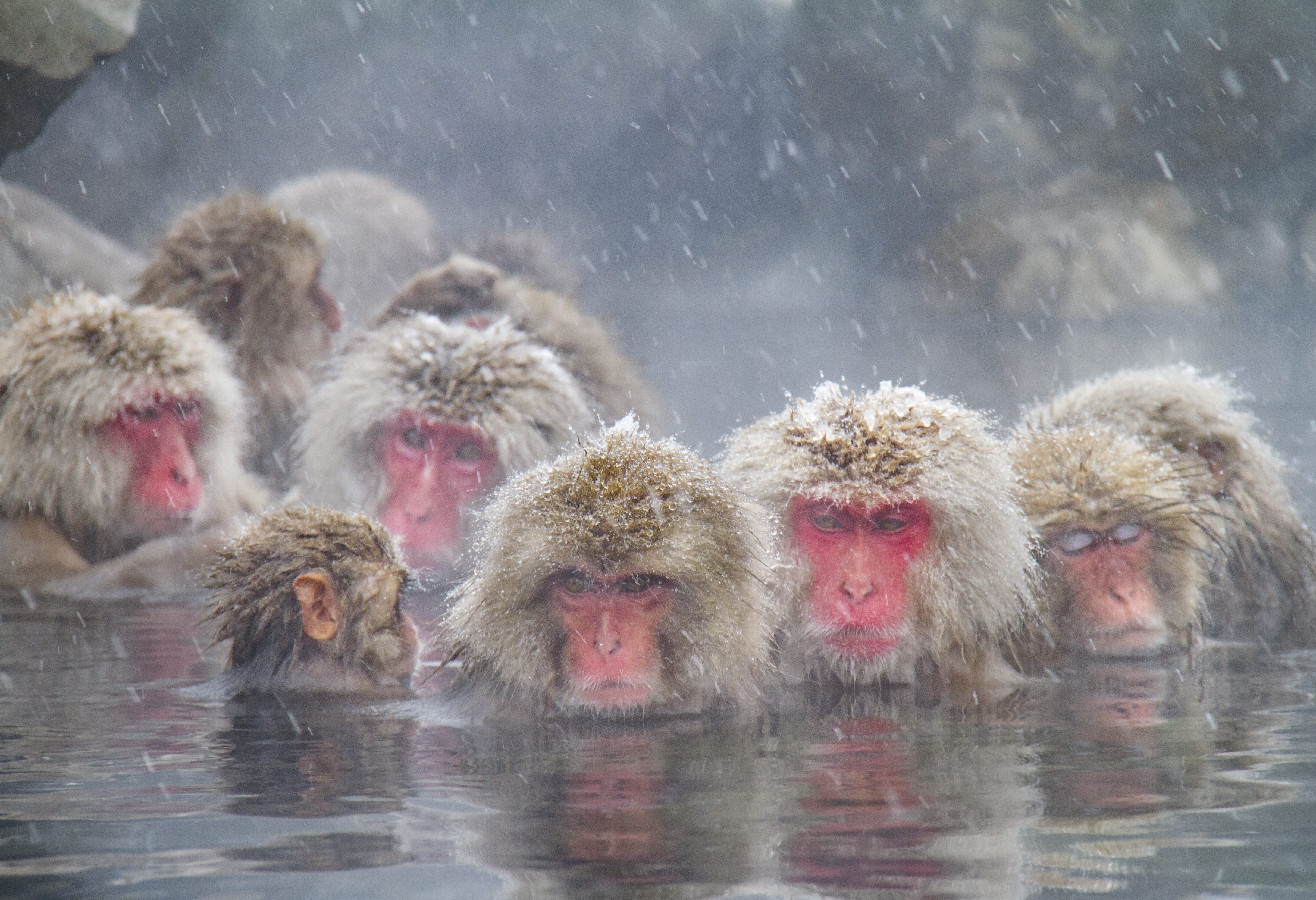 Sneeuw apen bij Yudanaka