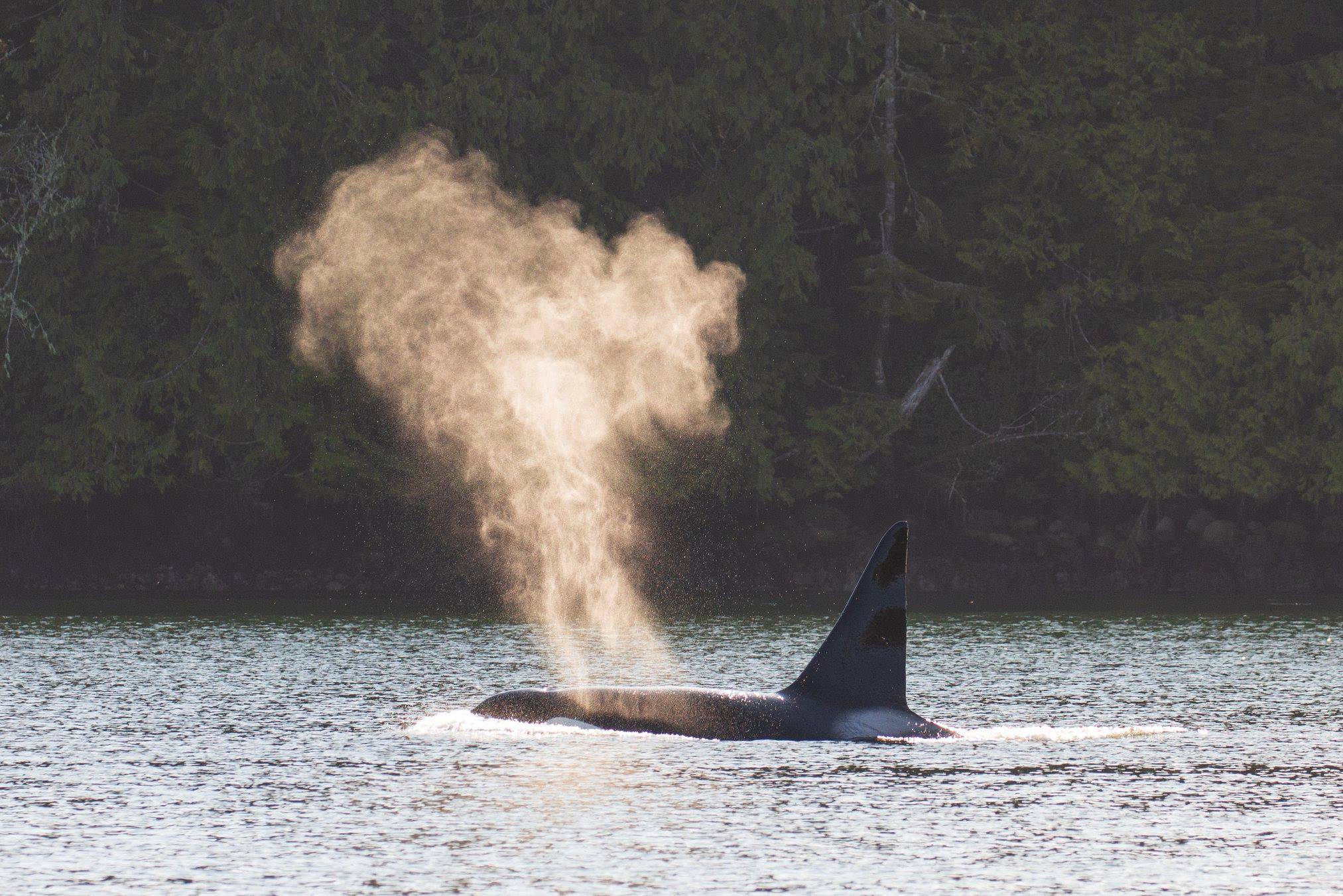 Walvissen spotten bij Tofino op Vancouver Island