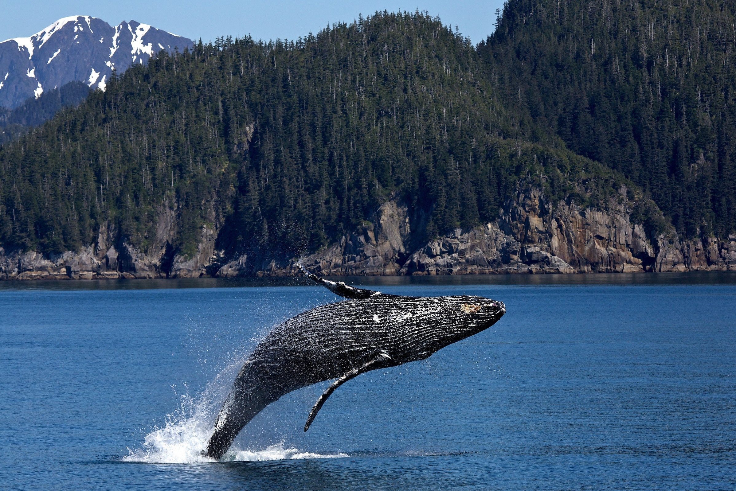 Walvissen spotten bij Tofino op Vancouver Island
