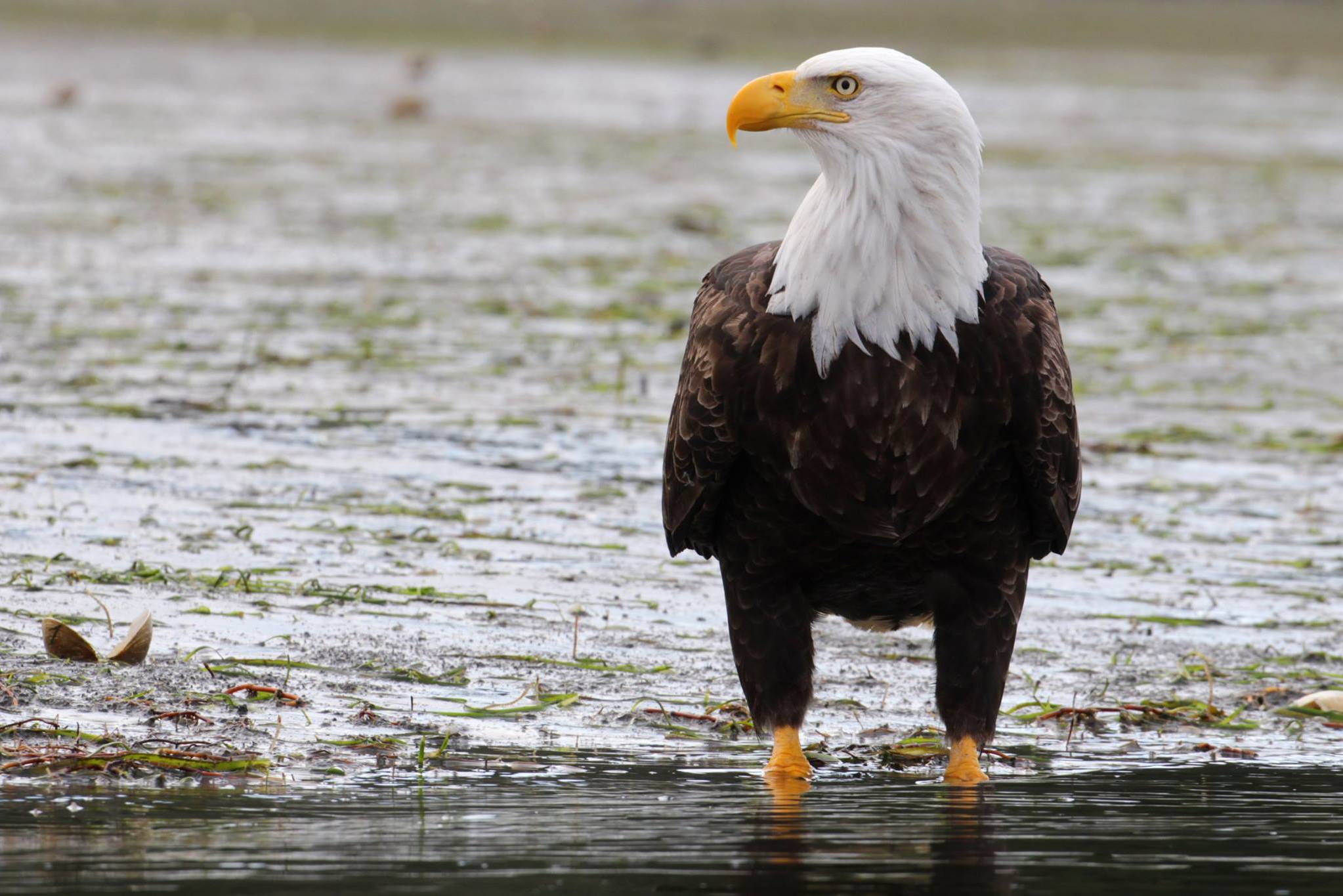 Kajakken bij Tofino op Vancouver Island