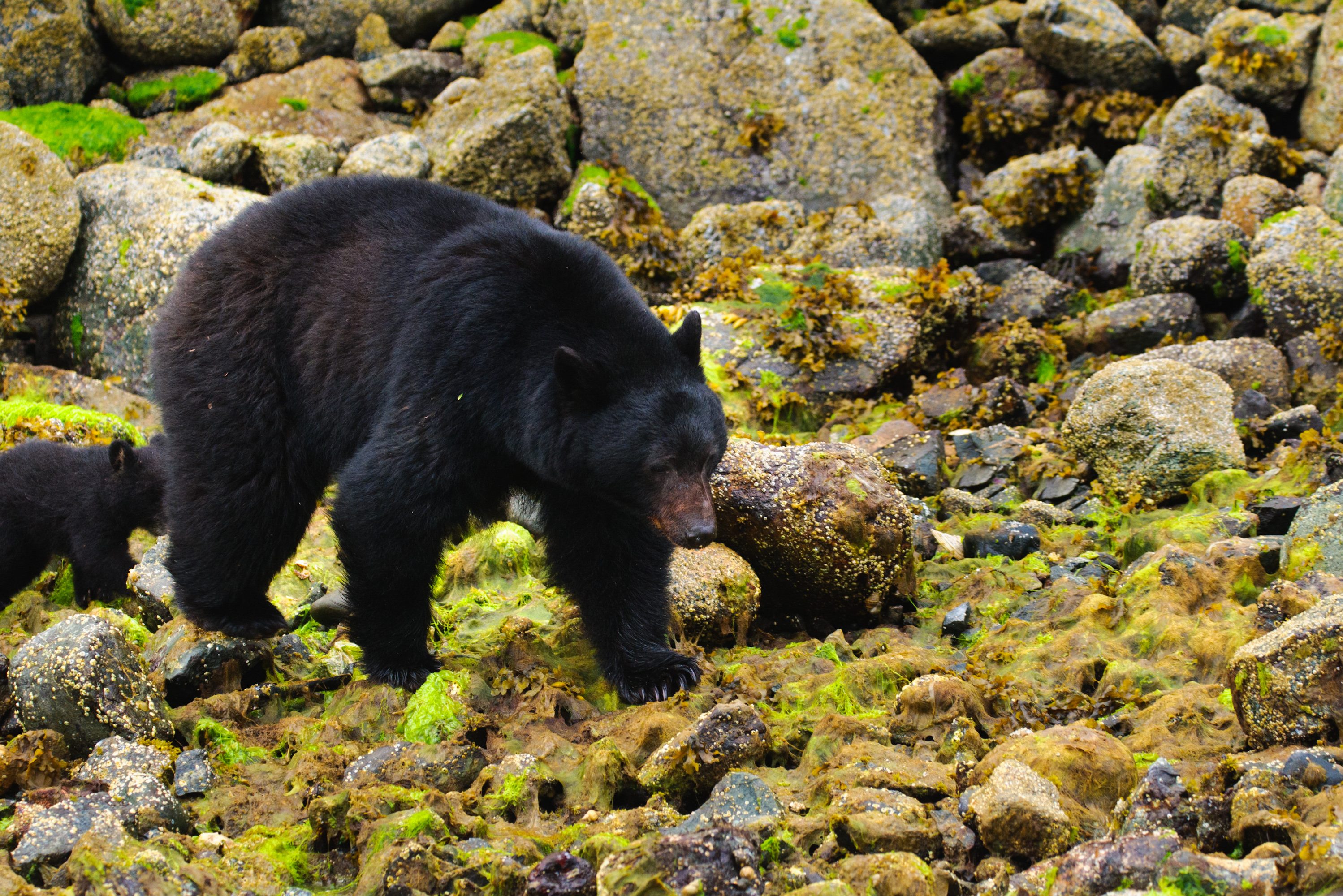 Kajakken bij Tofino op Vancouver Island
