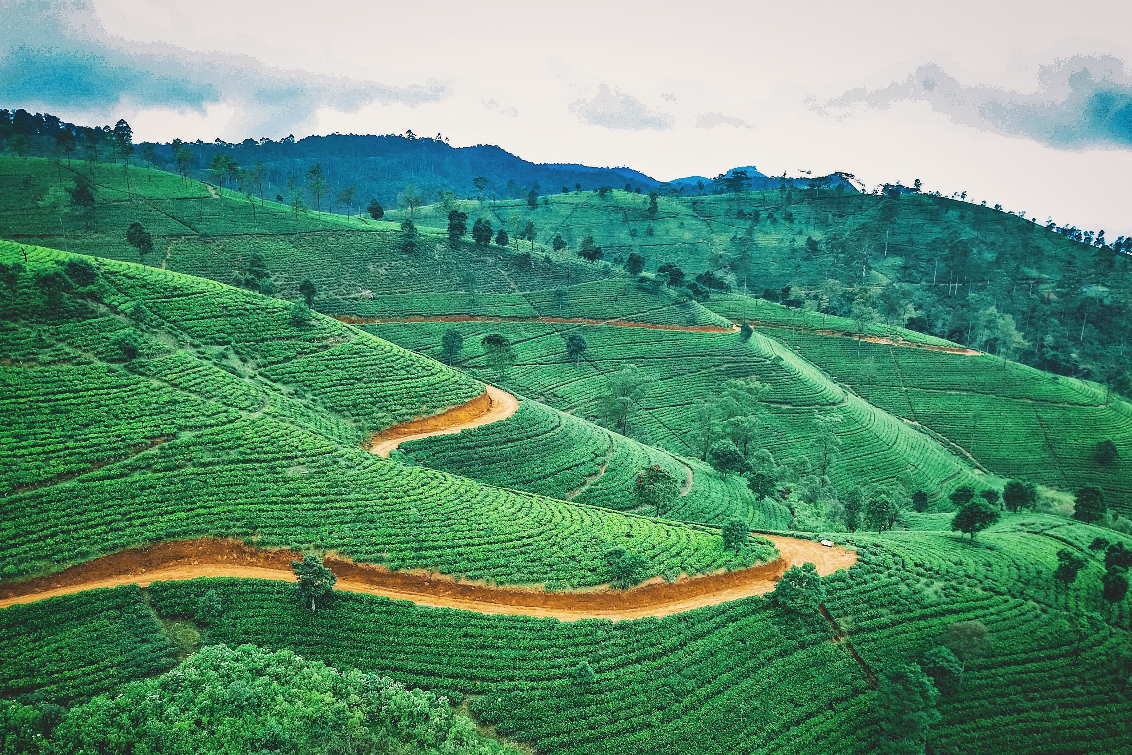Theeplantages bij Nuwara Eliya
