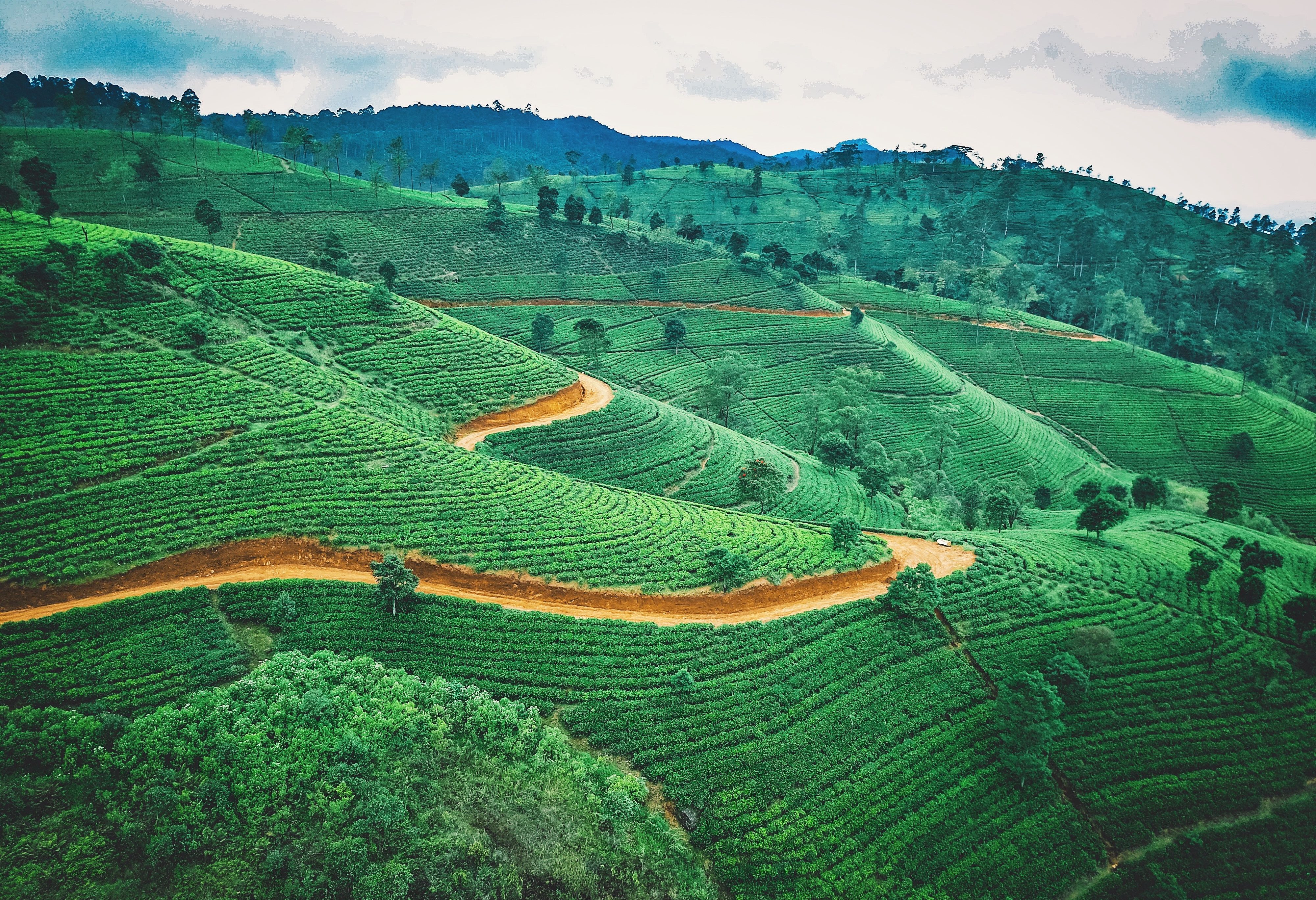 De theeplantages bij Nuwara Eliya