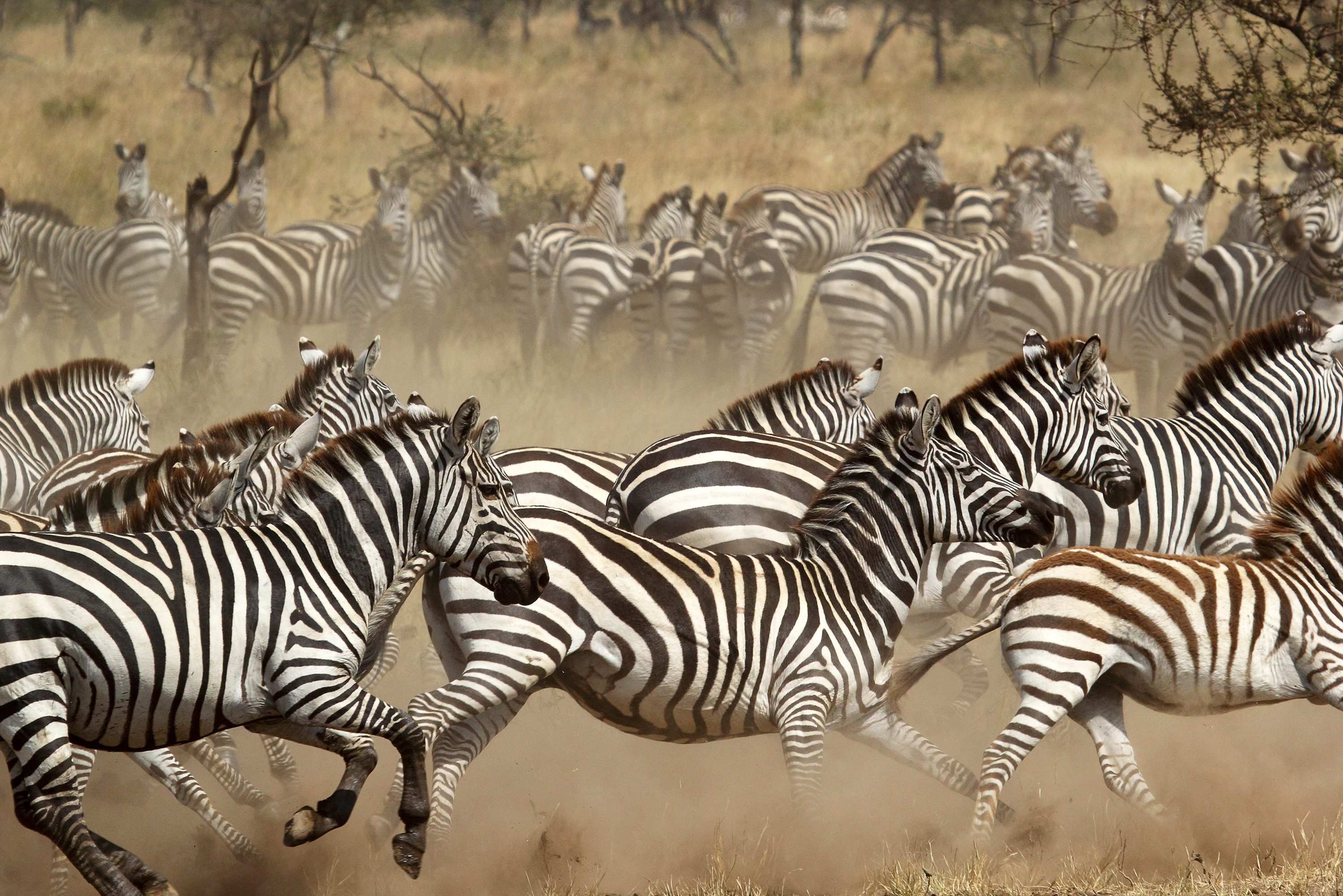 Grote kudde zebra's in de Serengeti in Tanzania