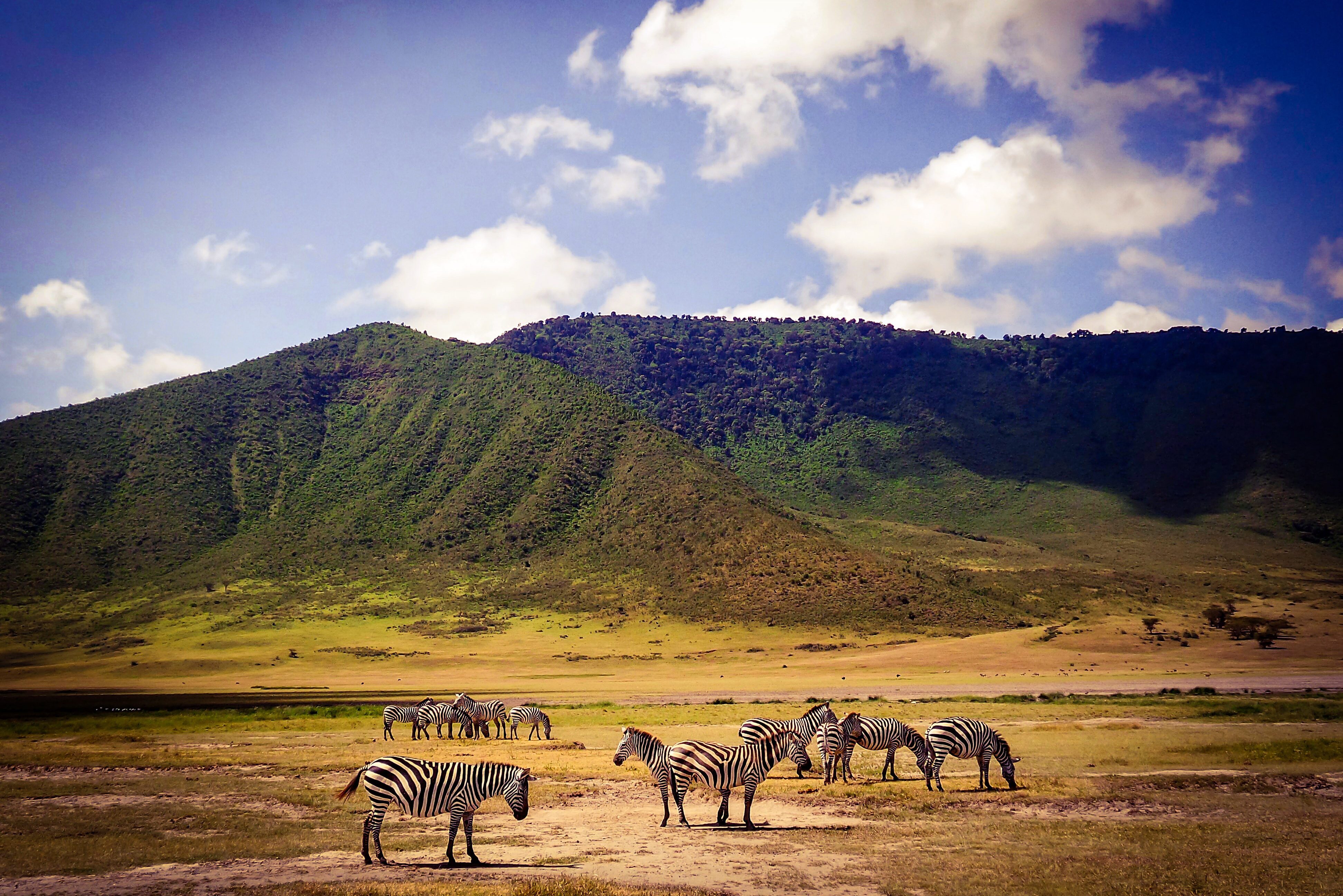 Zebra's in de Ngorongoro krater in Tanzania