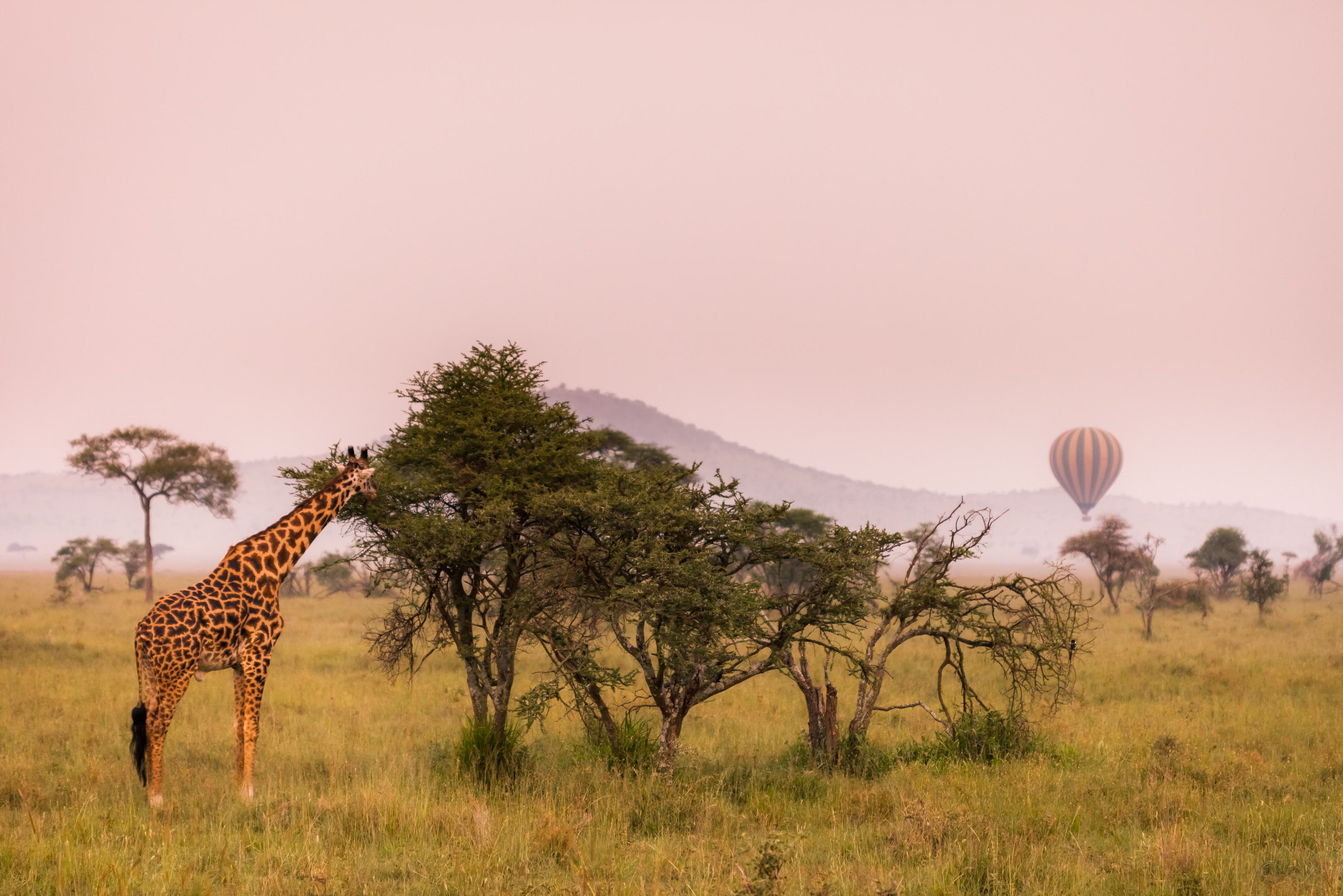 Giraf in de ochtend in de Serengeti in Tanzania