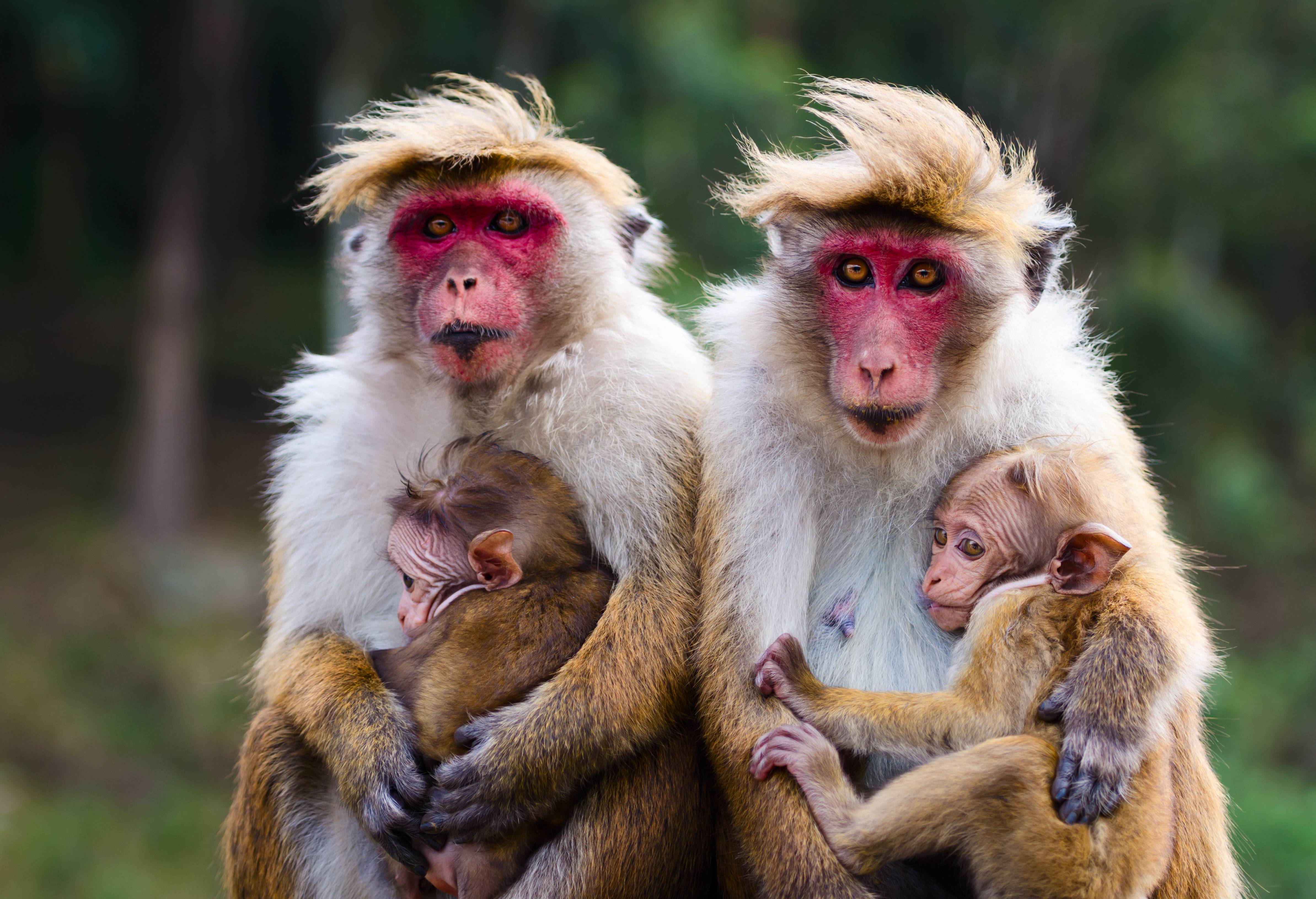 Apen in Sri Lanka in Sinharaja Rainforest