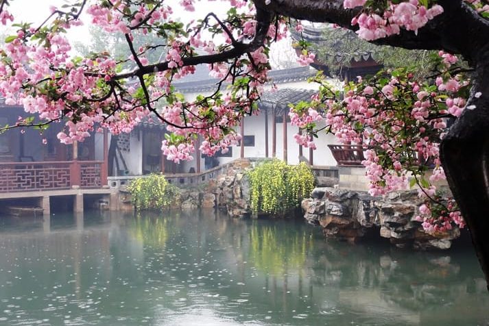 Bloeiende Jasmijn in China