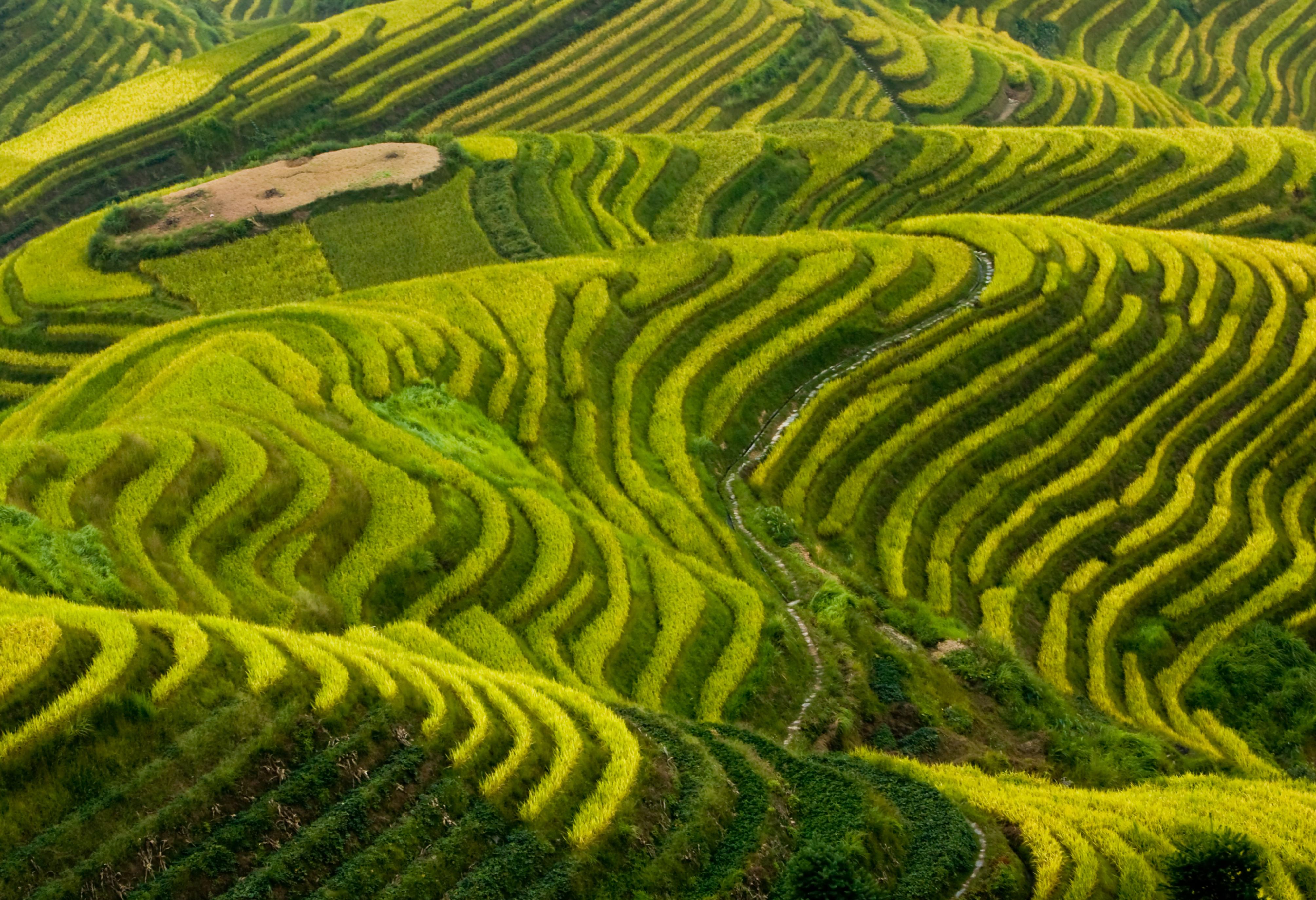 De rijstvelden bij Longsheng in China