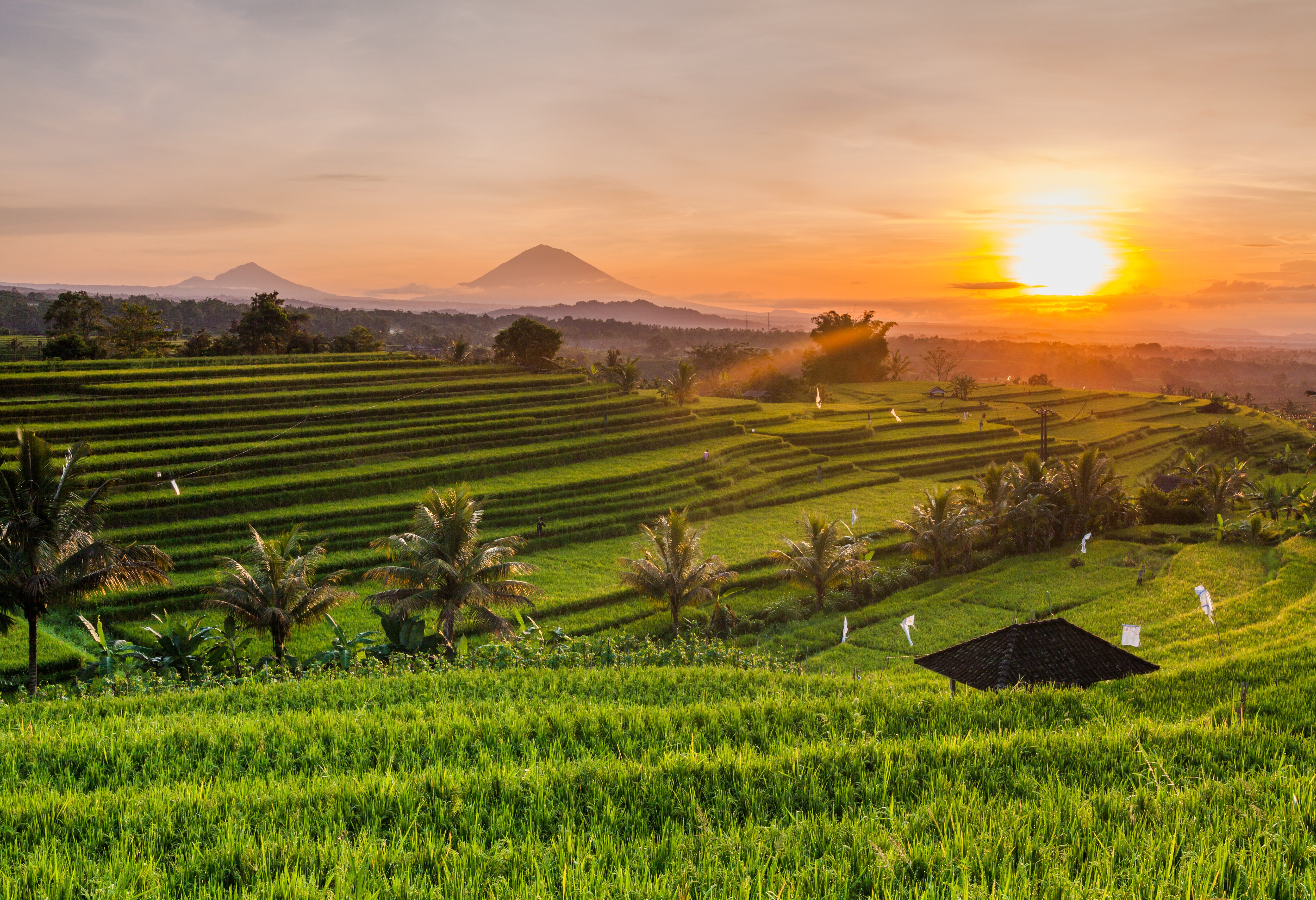Rijst terrassen bij Jatiluwih op Bali