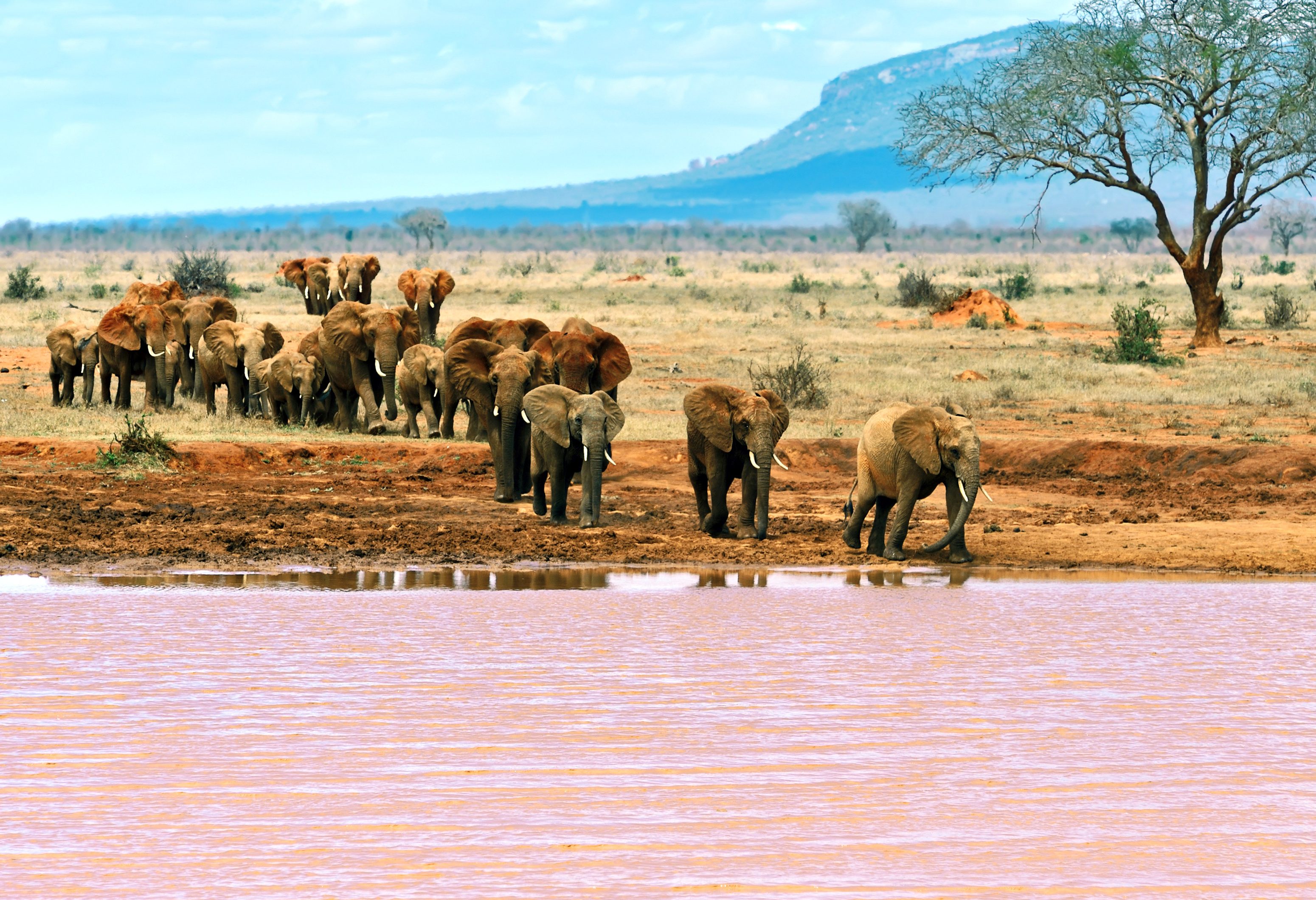 Tsavo National Park