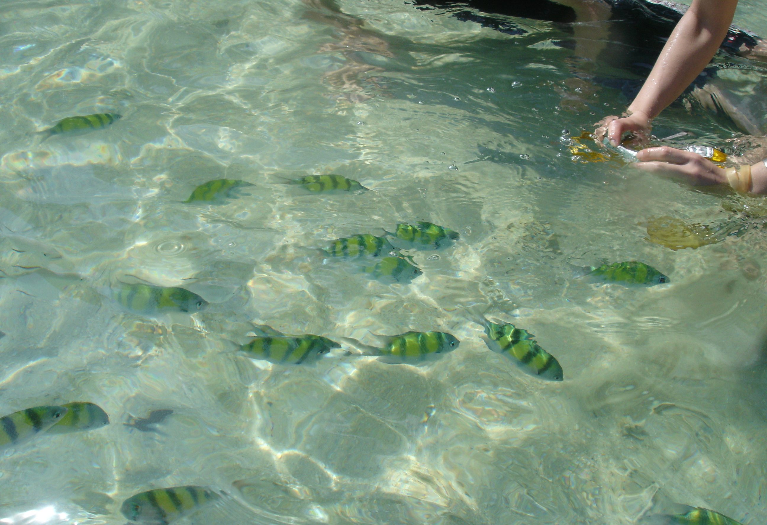 Heldere zee en mooie onderwaterwereld bij Koh Lipe in Thailand