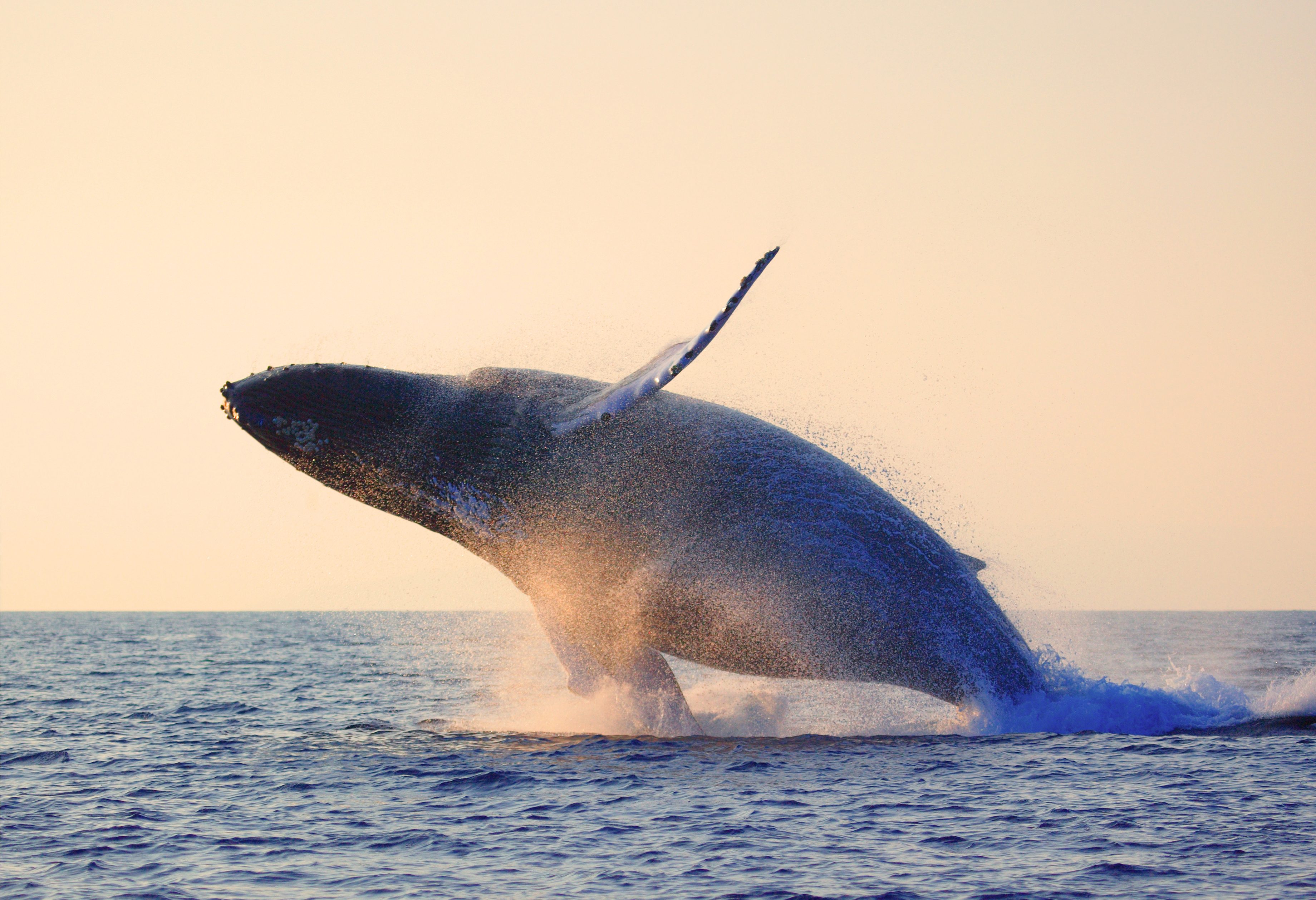 Walvis in New England