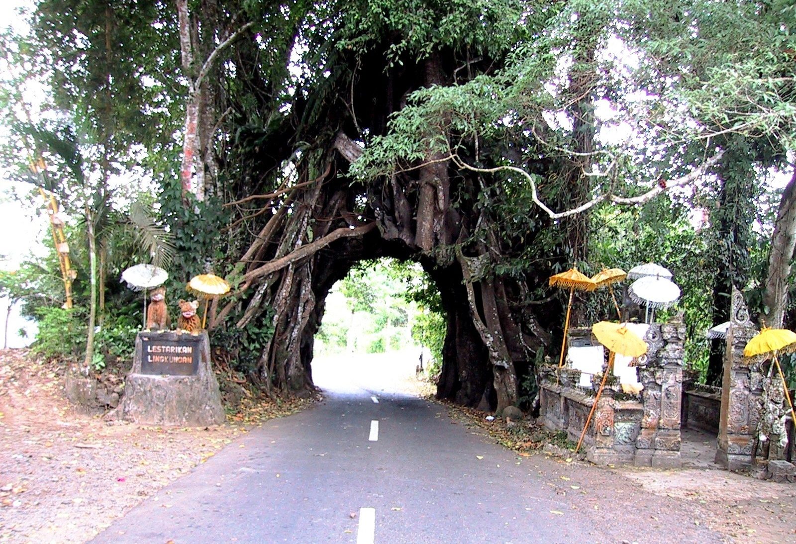 Bunut Bolong boom in Bali Barat National Park