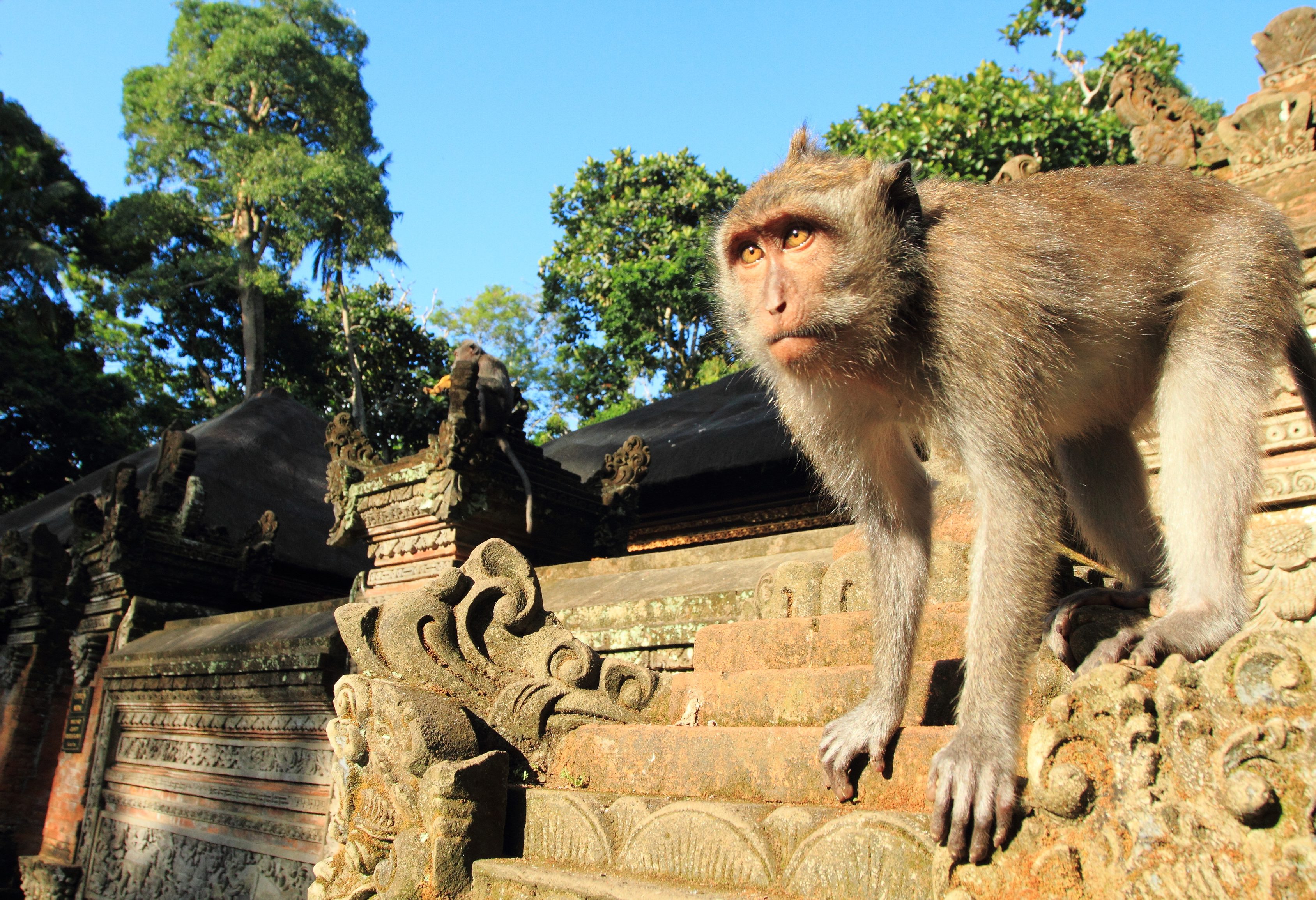 Monkey Forest Ubud Bali