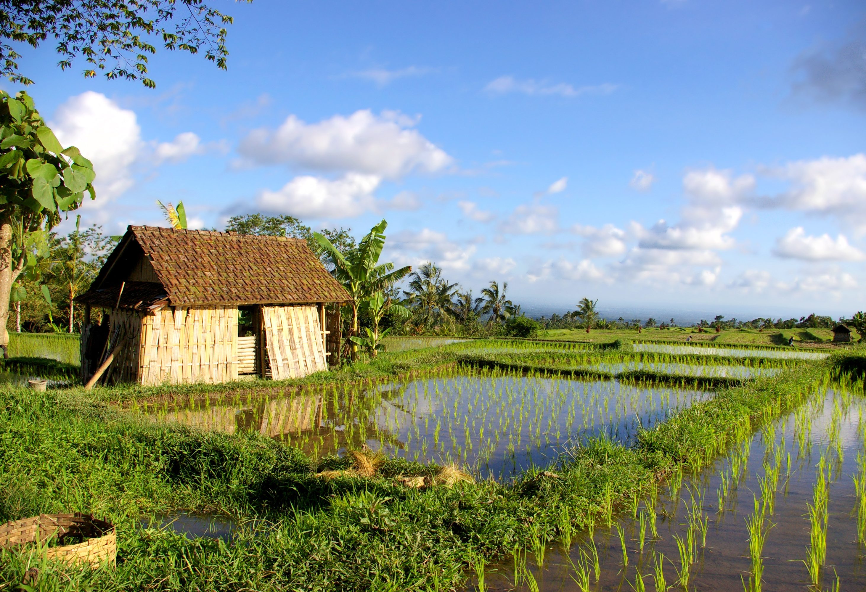 Rijstvelden rondom Ubud Bali