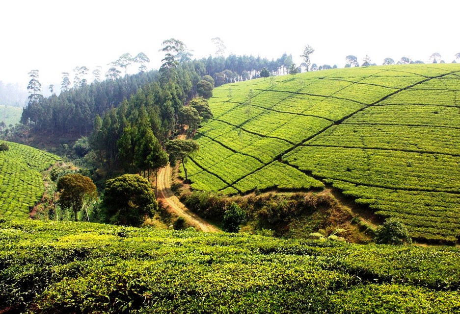 Theeplantages bij Bandung Java