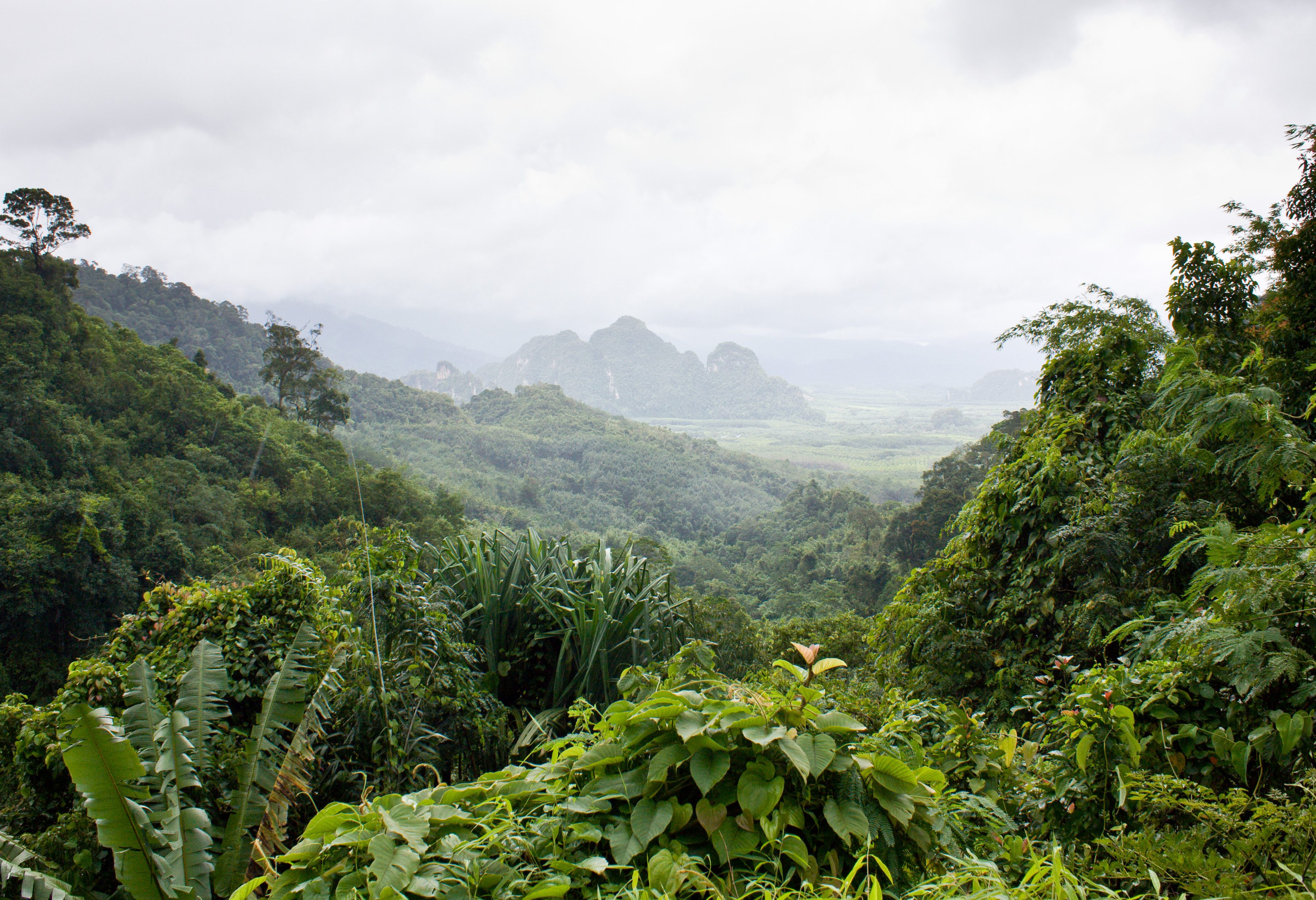 Jungle van Khao Sok National Park in Thailand