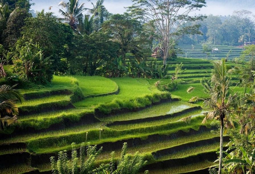 Rijstvelden Sidemen op Bali