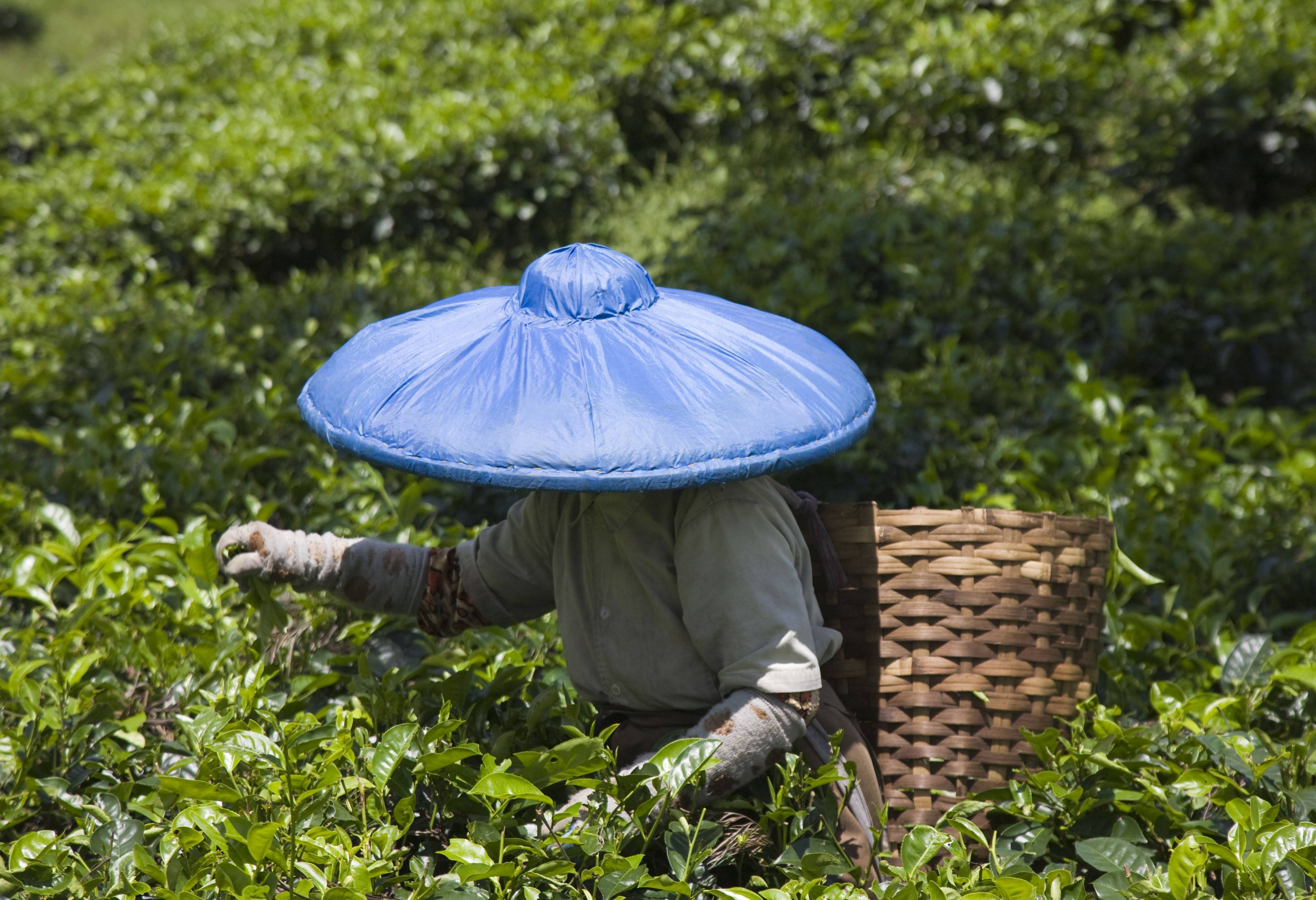 Thee plukken Bandung Java