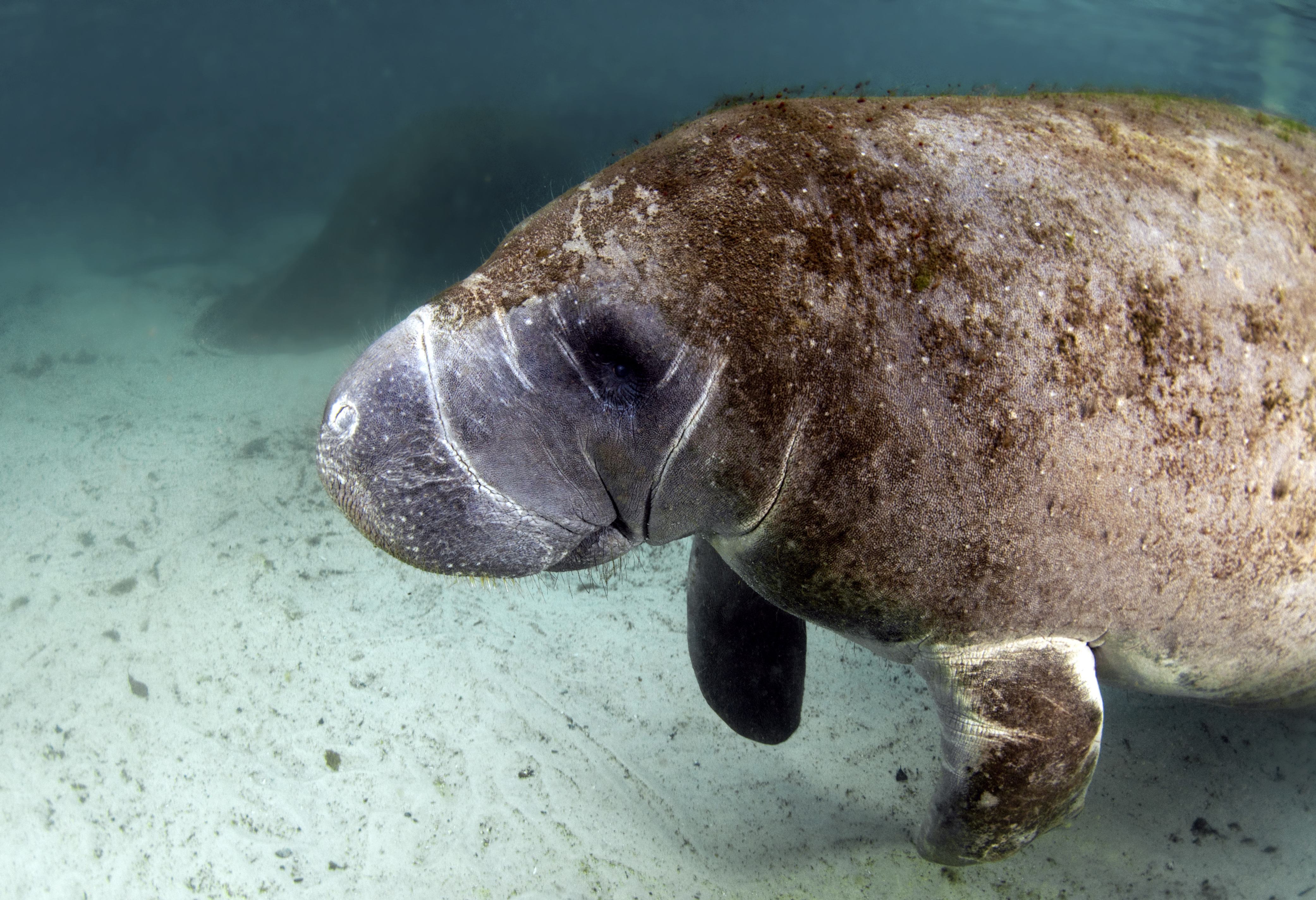 Zeekoe bij Chrystal River in Florida