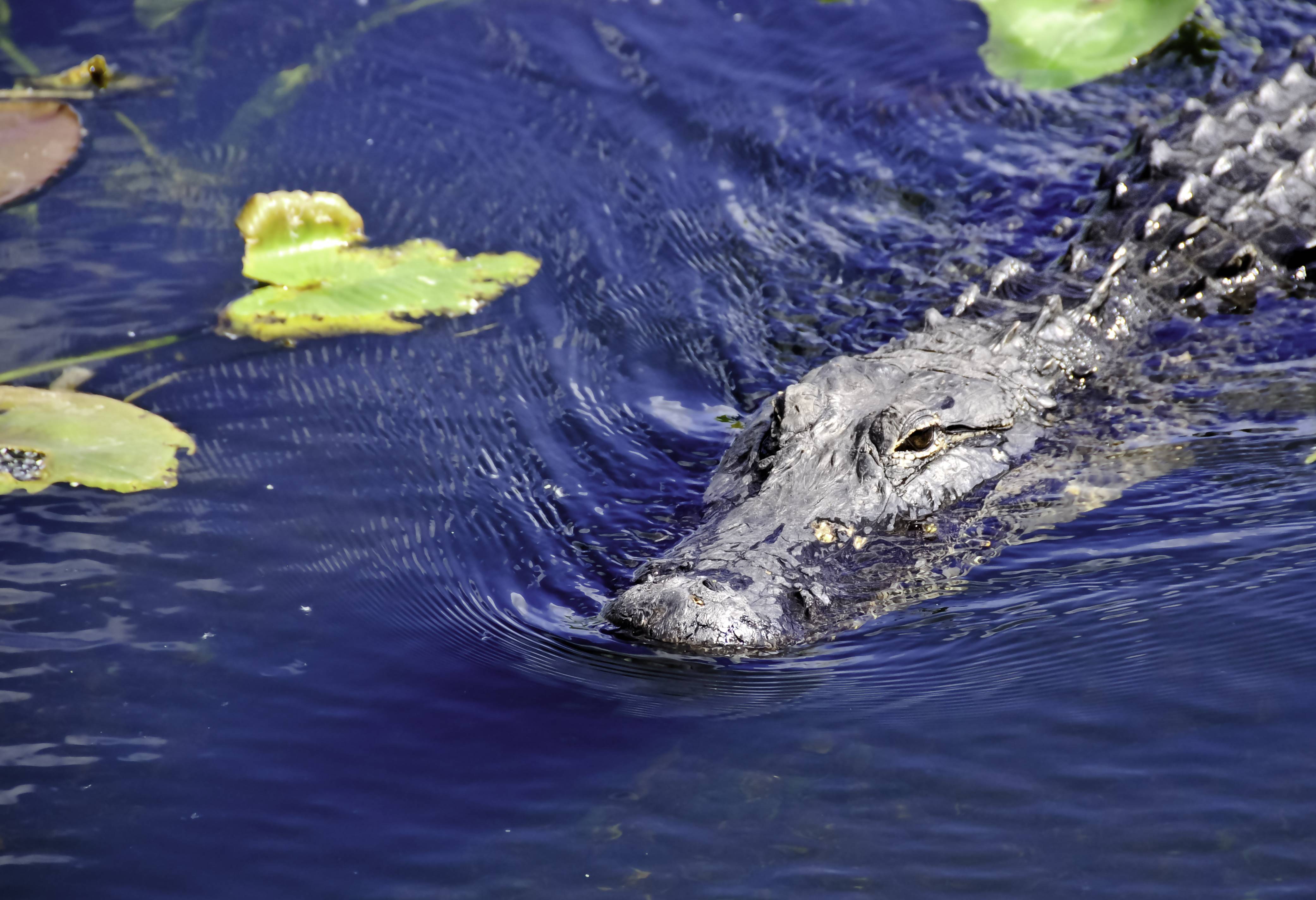 Alligator in Florida