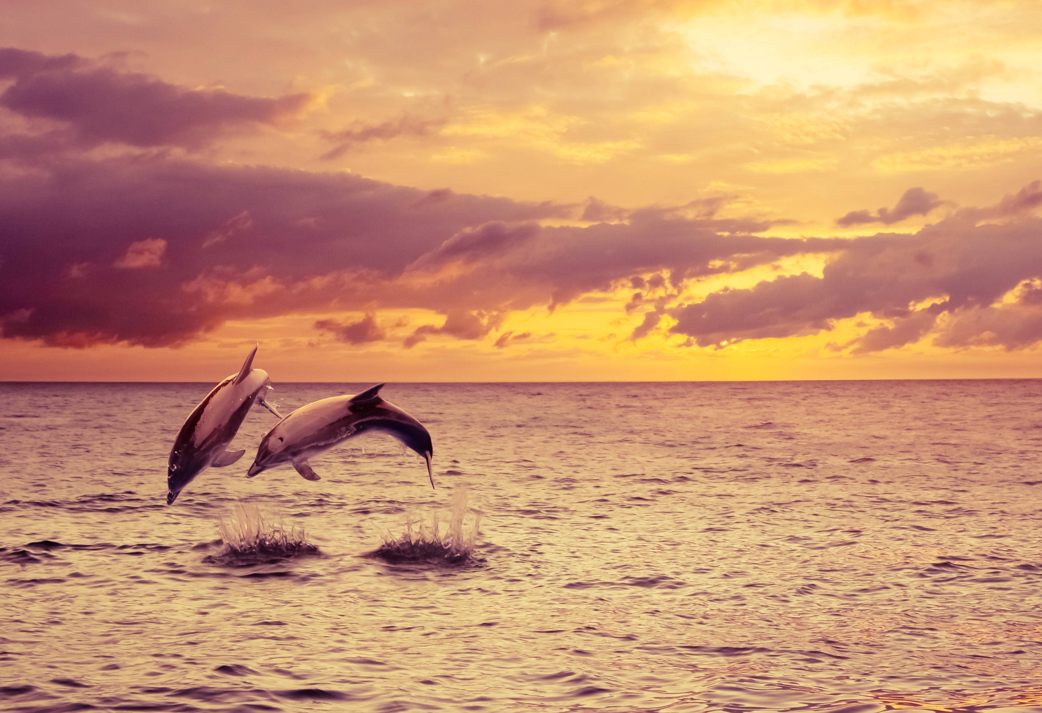 Dolfijnen bij Key West