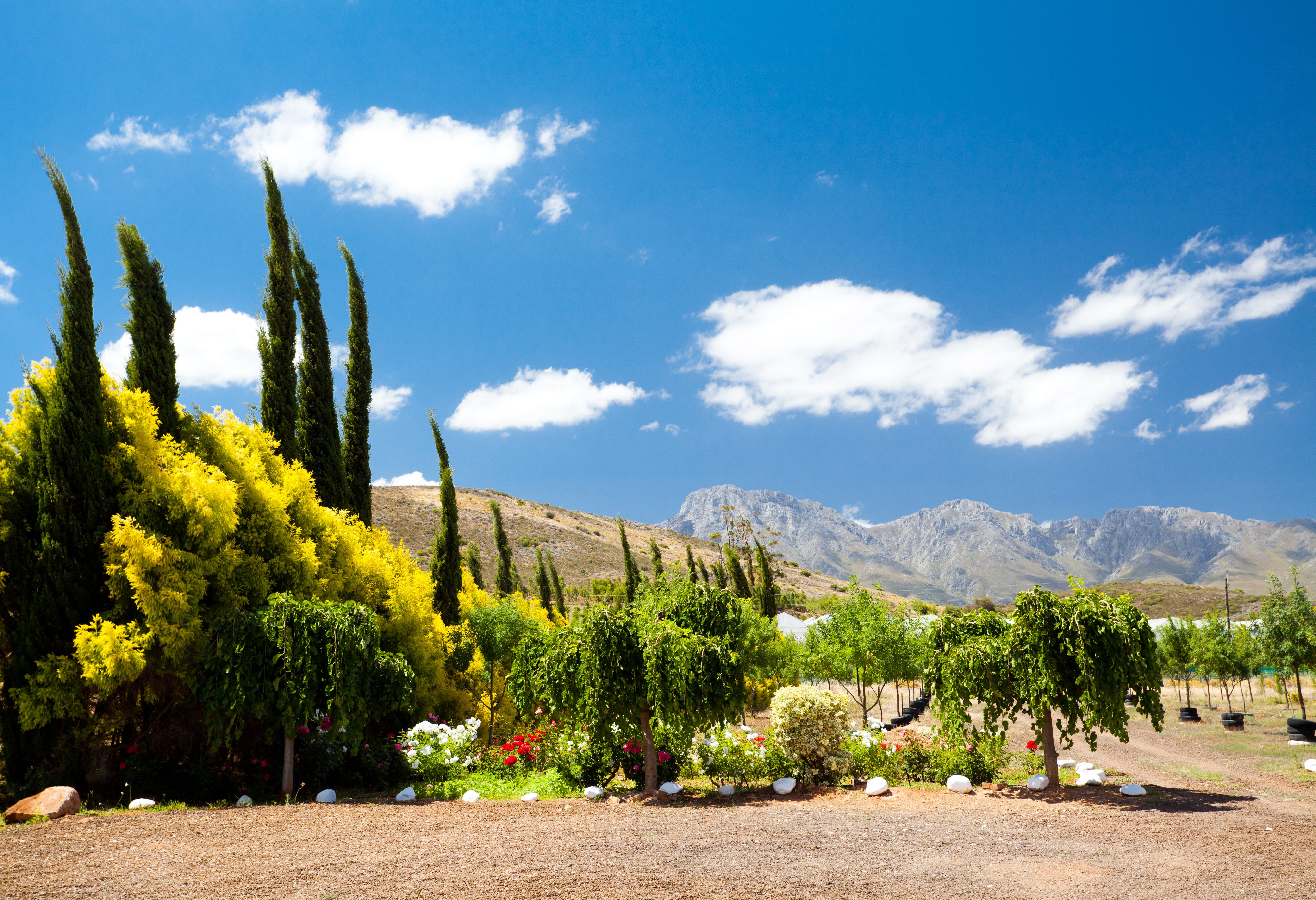 De wijnroute Route 62 in Zuid-Afrika