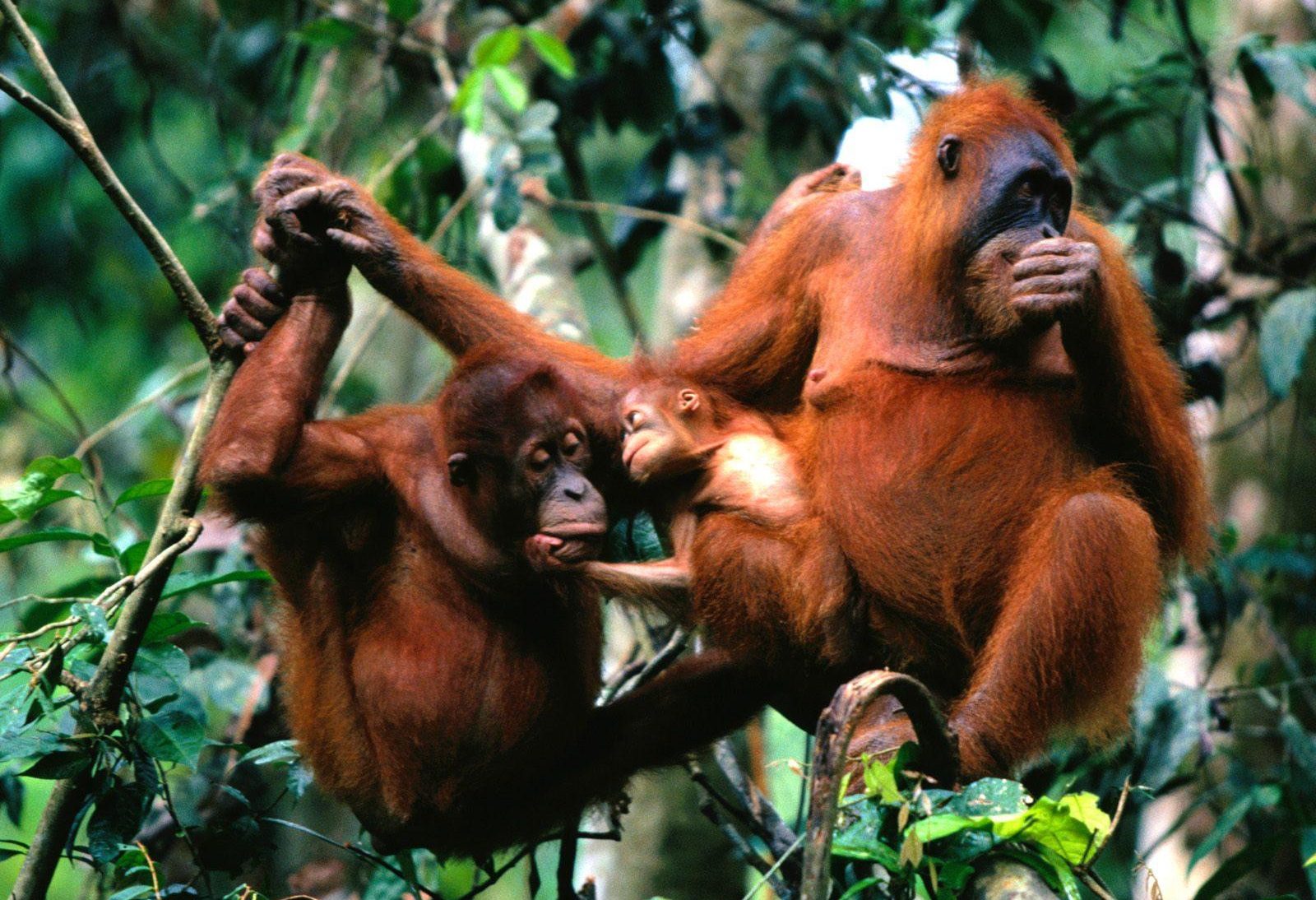 Orang-oetans Gunung Leuser National Park Sumatra