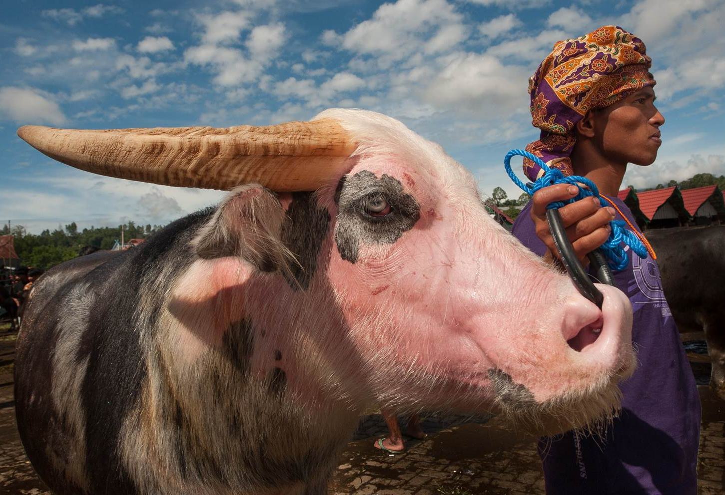 Buffel op de markt in Toraja hoogland Sulawesi