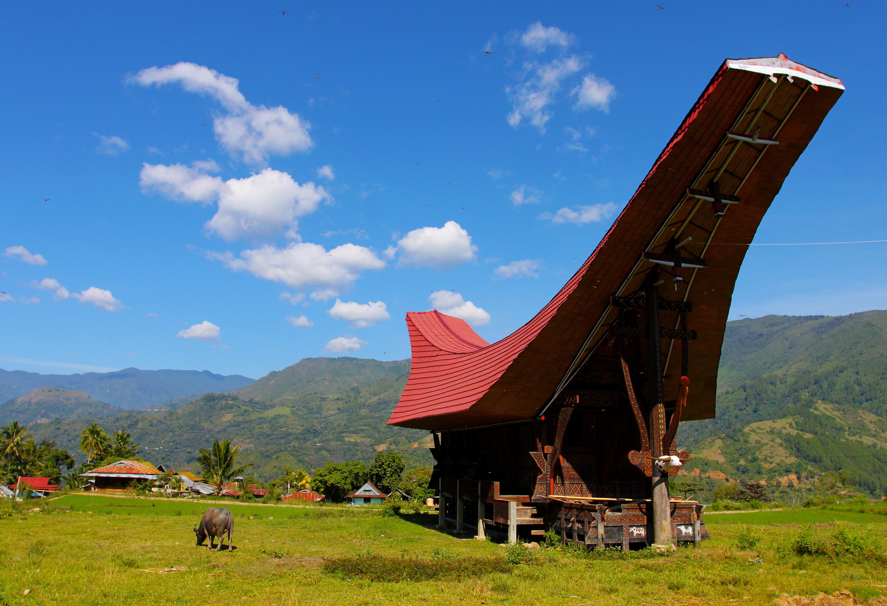 Natuur Toraja hoogland Sulawesi