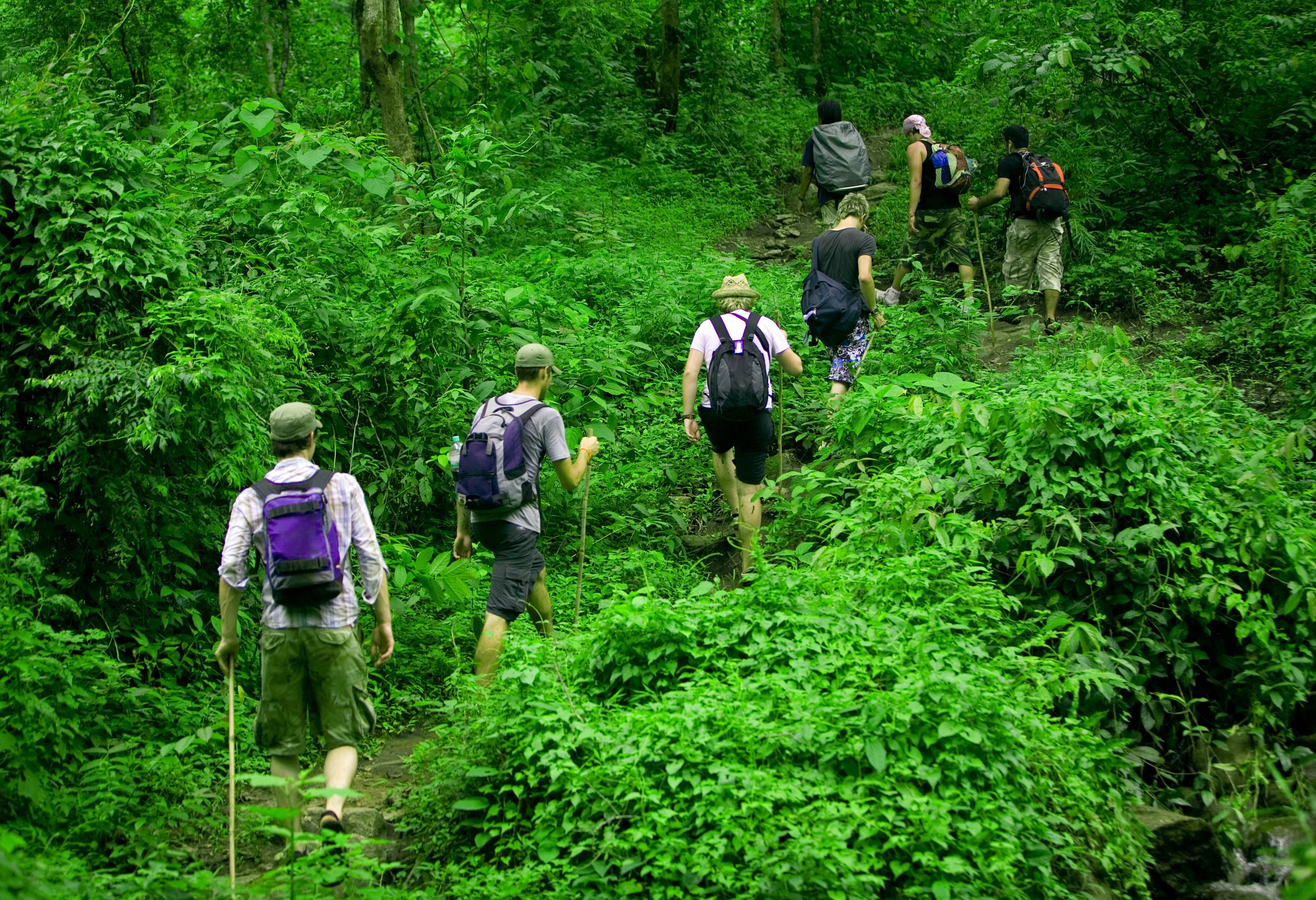 Trekking door de jungle van Khao Sok National Park in Thailand