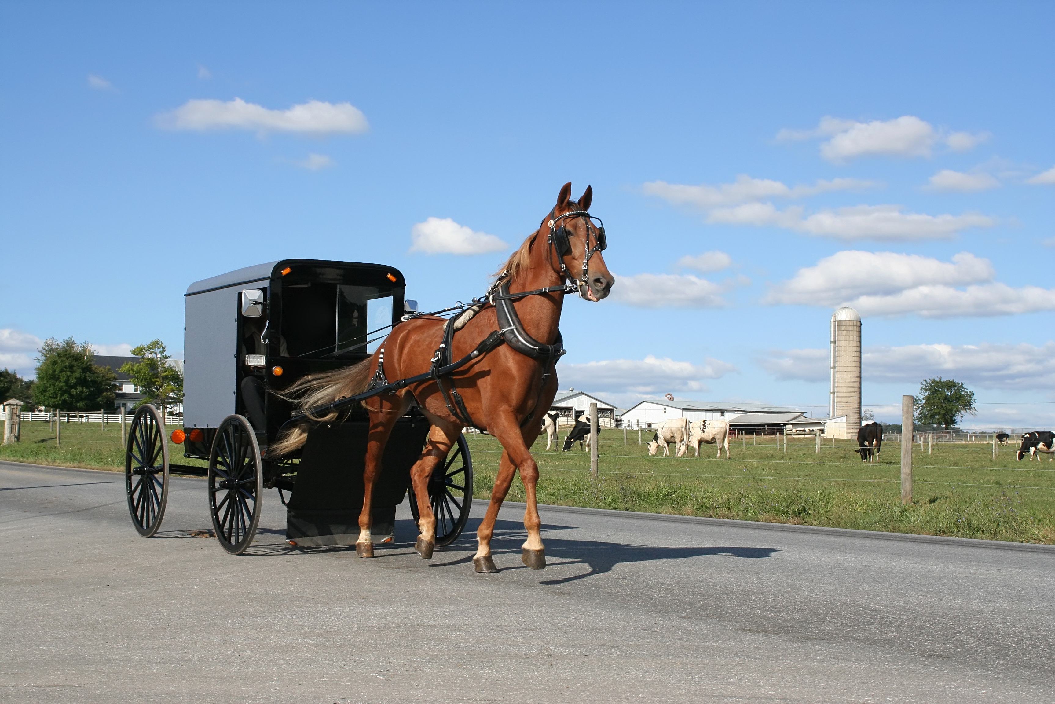Amish paard en wagen in Bird in Hand Amerika