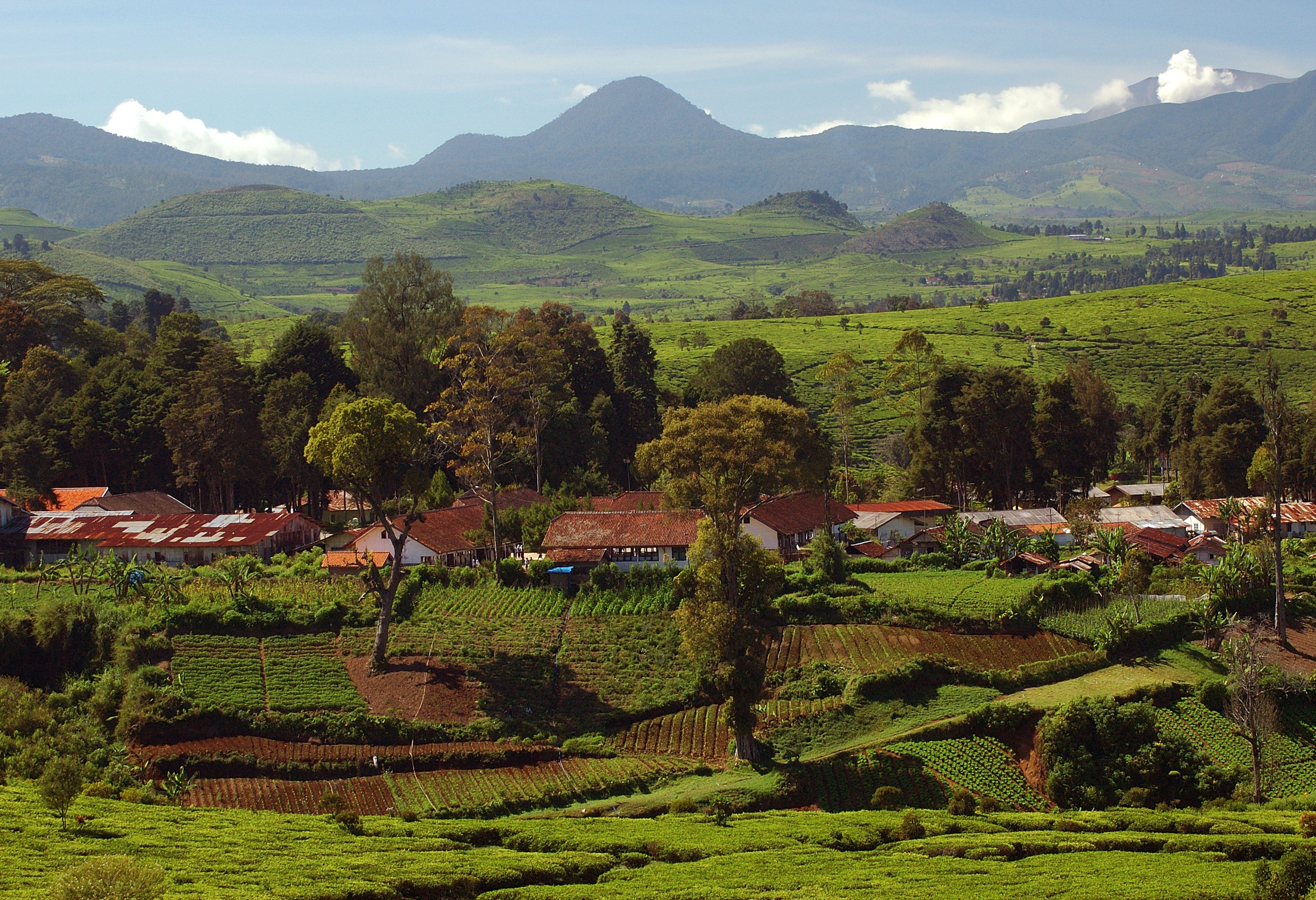Bandung omgeving met theeplantages