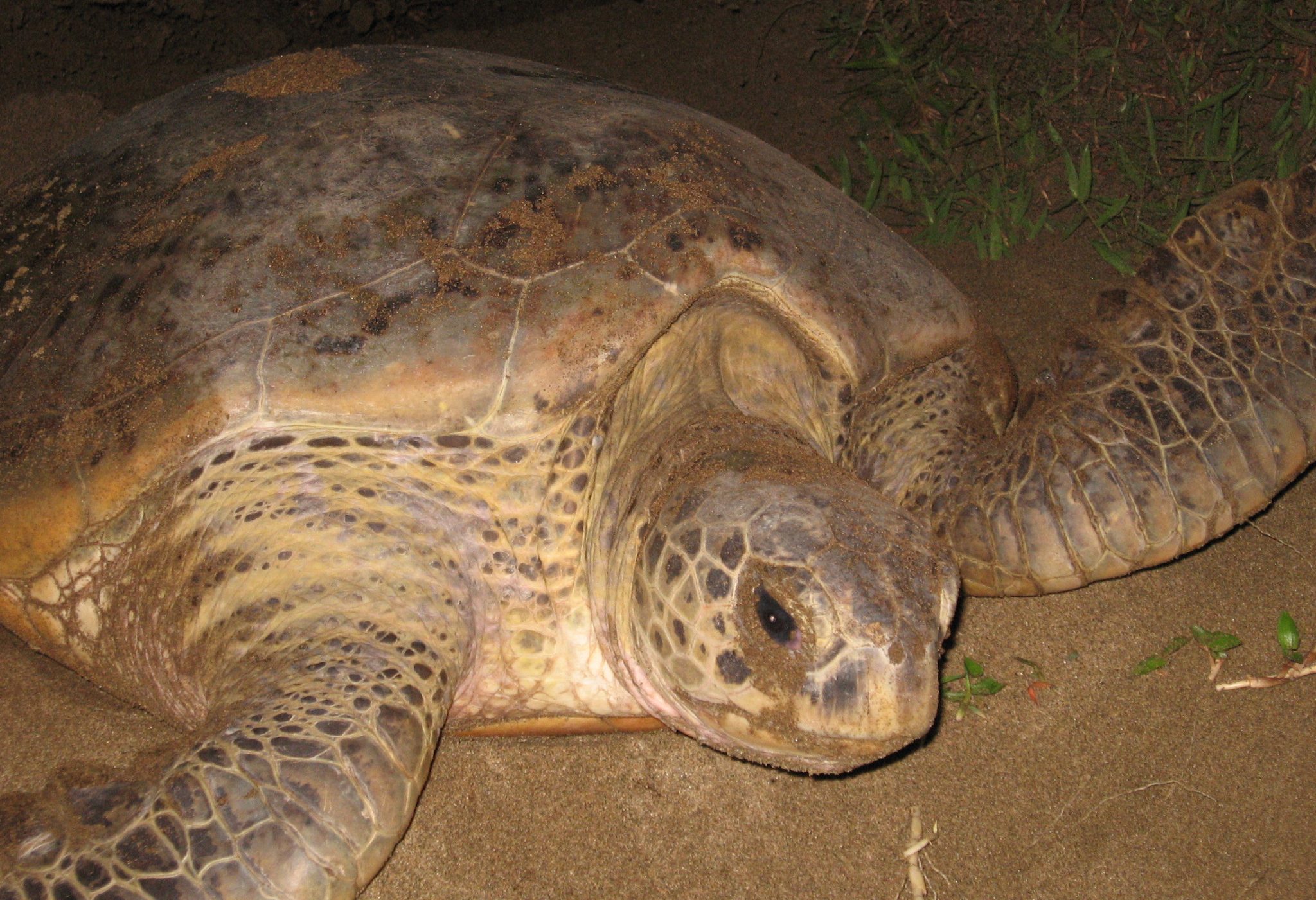 Sukamade schildpadden spotten Java