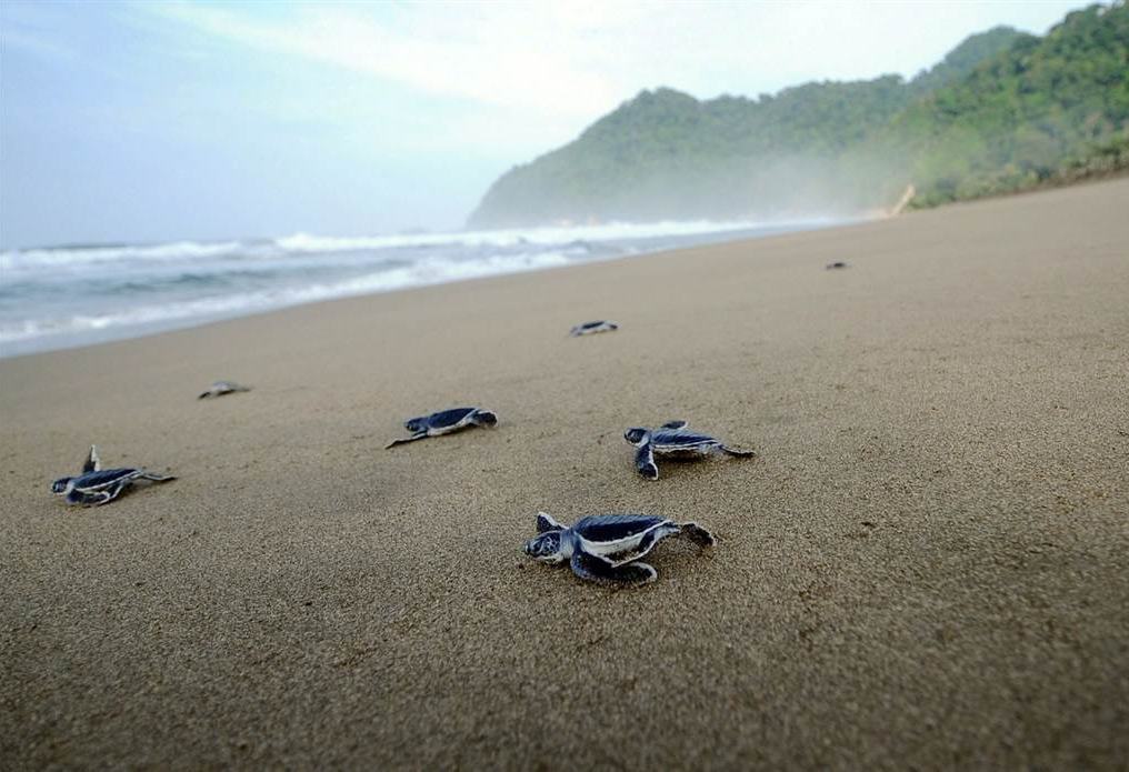 Sukamade schildpadden spotten Java