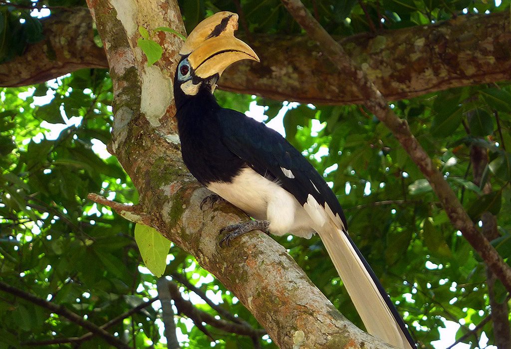Neushoornvogel Pangkor Island Maleisië