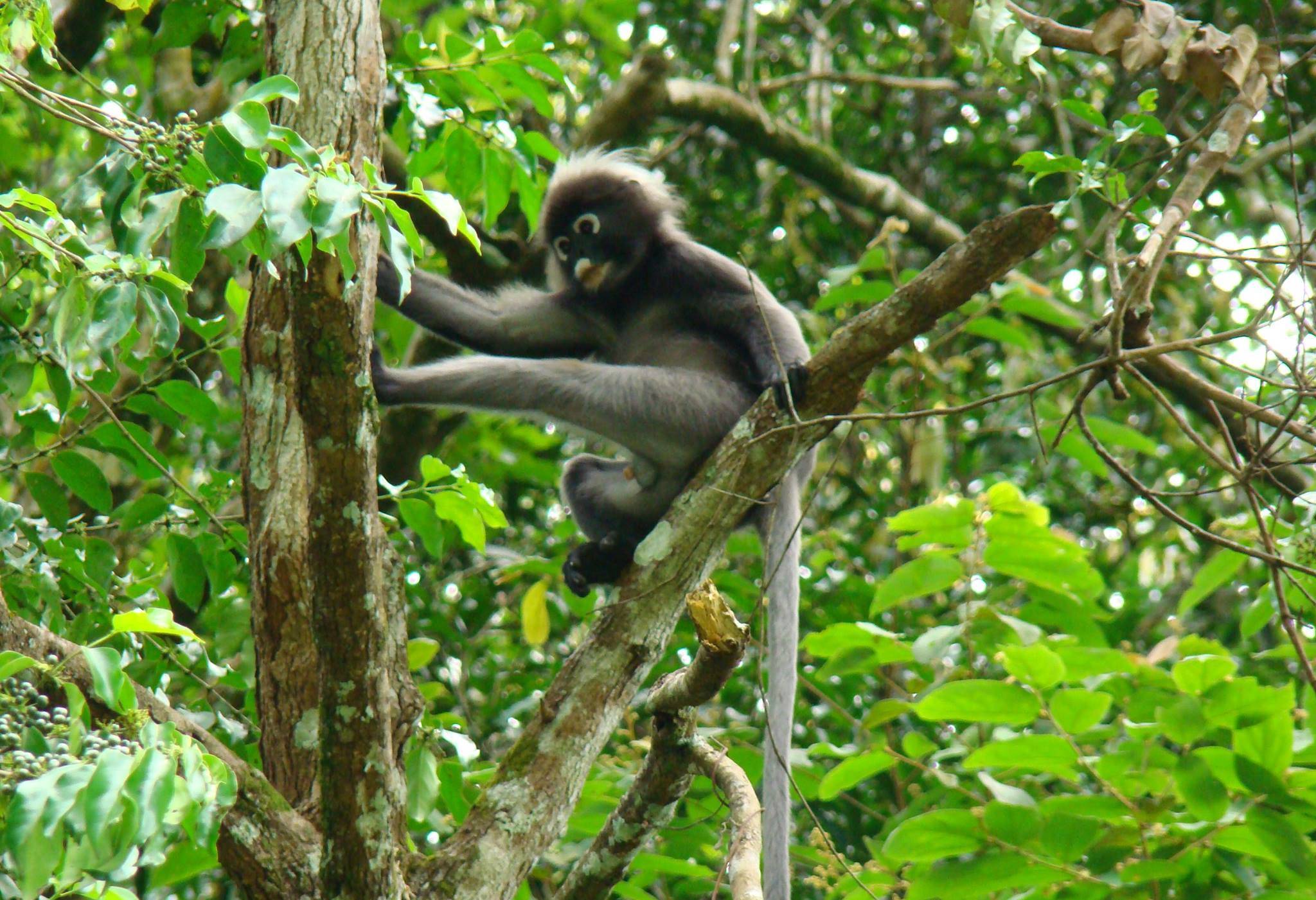 Wildlife Langkawi Maleisie