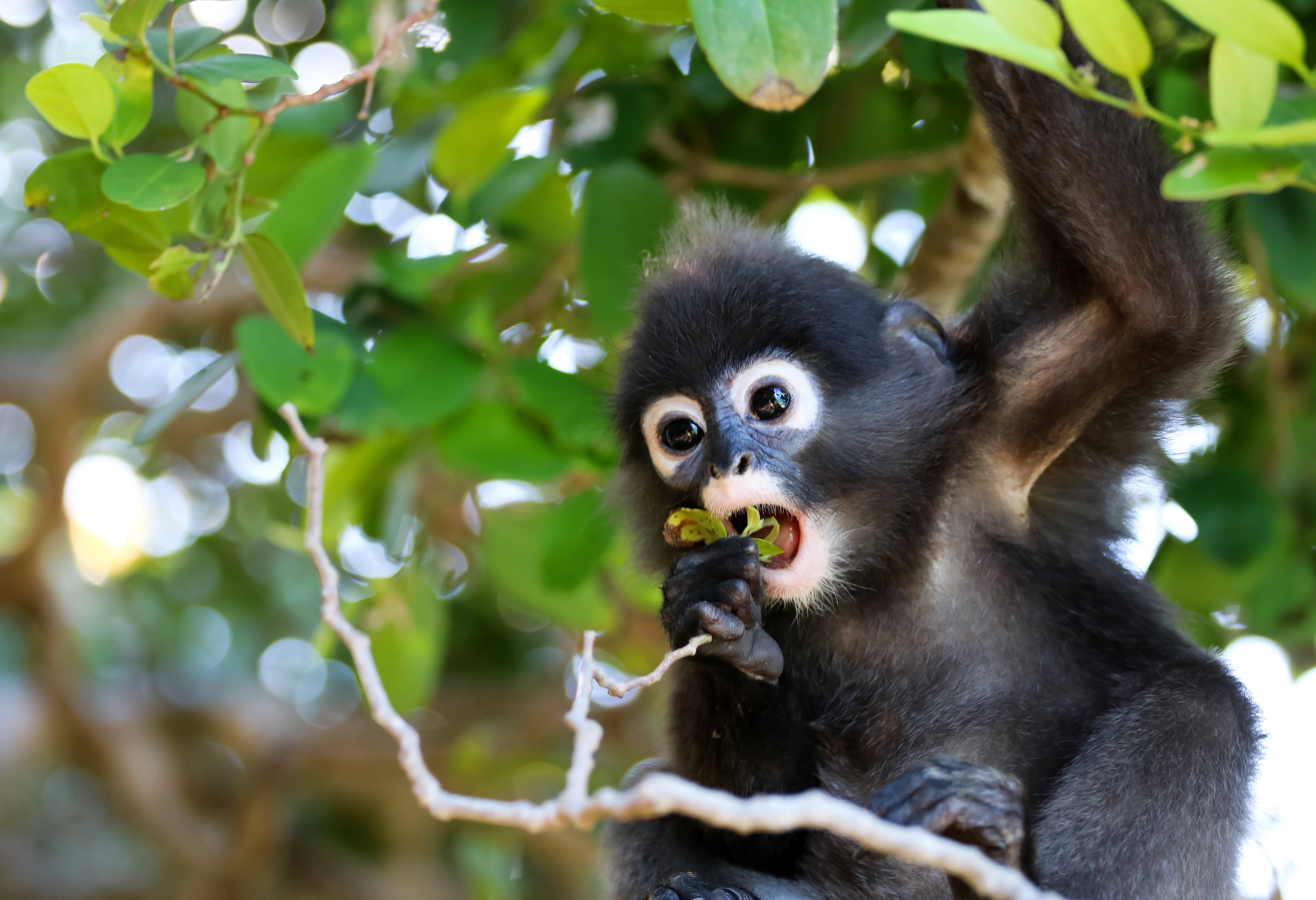Langkawi strandvakantie Maleisië