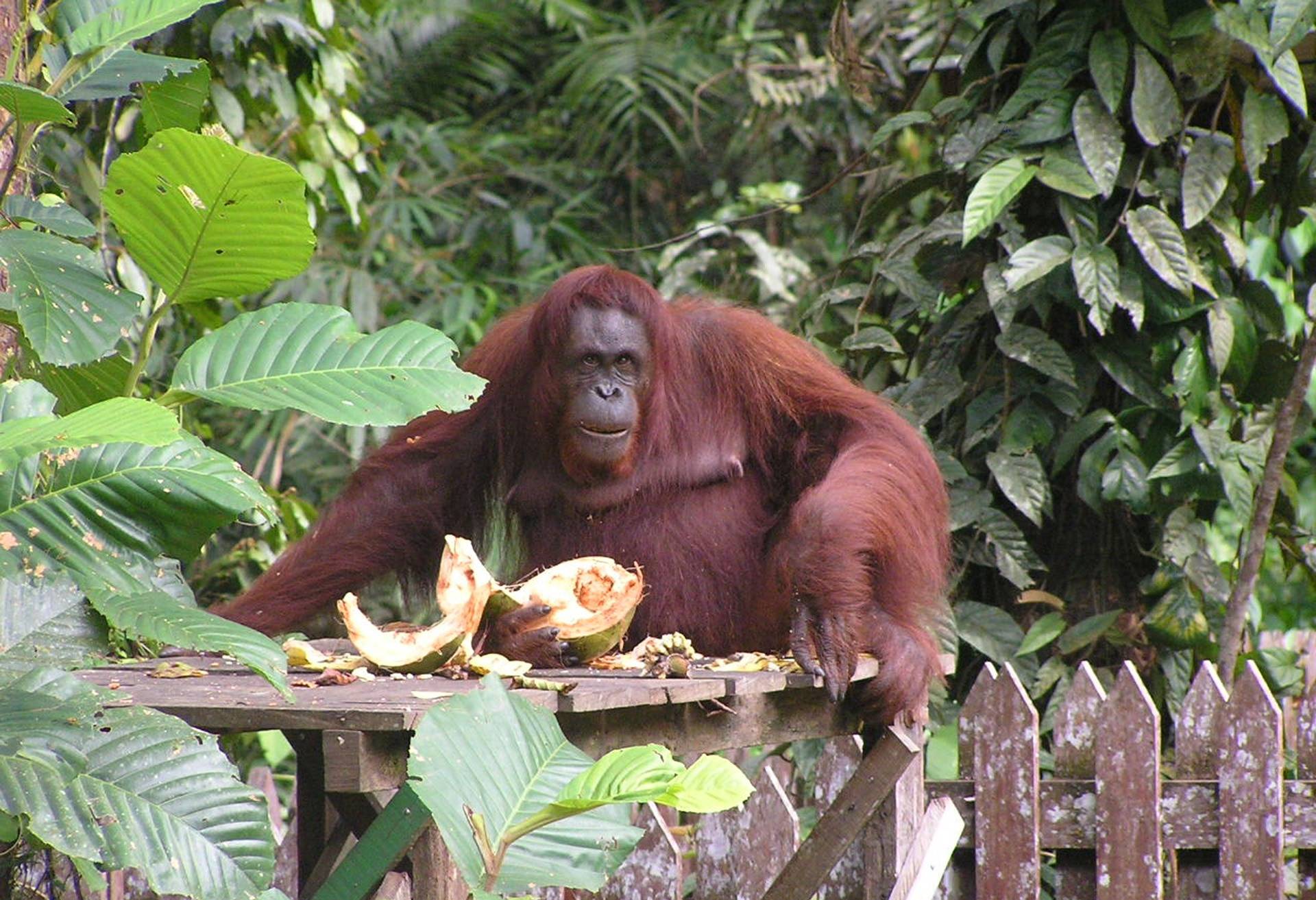 Semenggoh orang-oetan centrum Sarawak Borneo