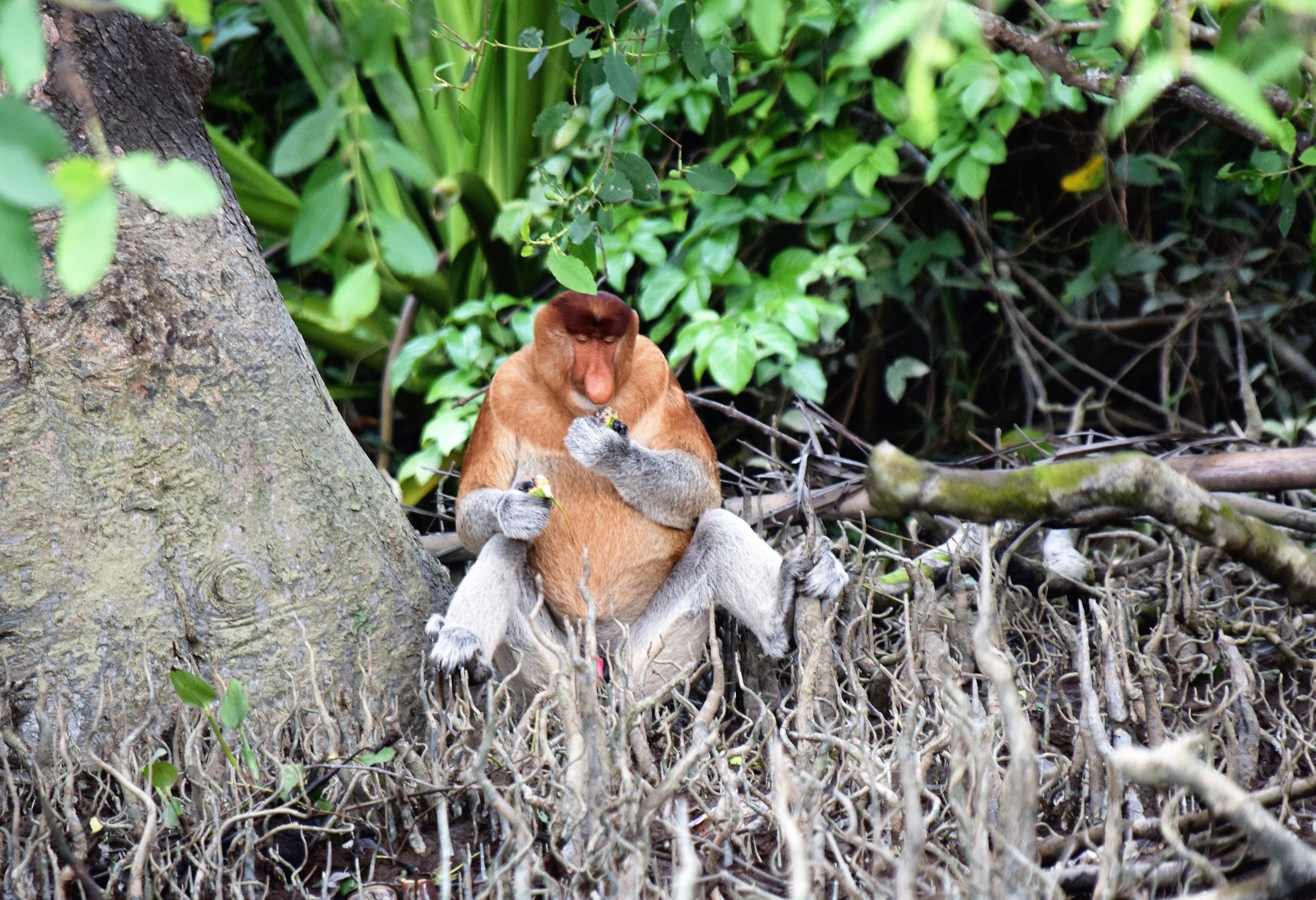 Neusaap Kinabatangan Sabah Borneo