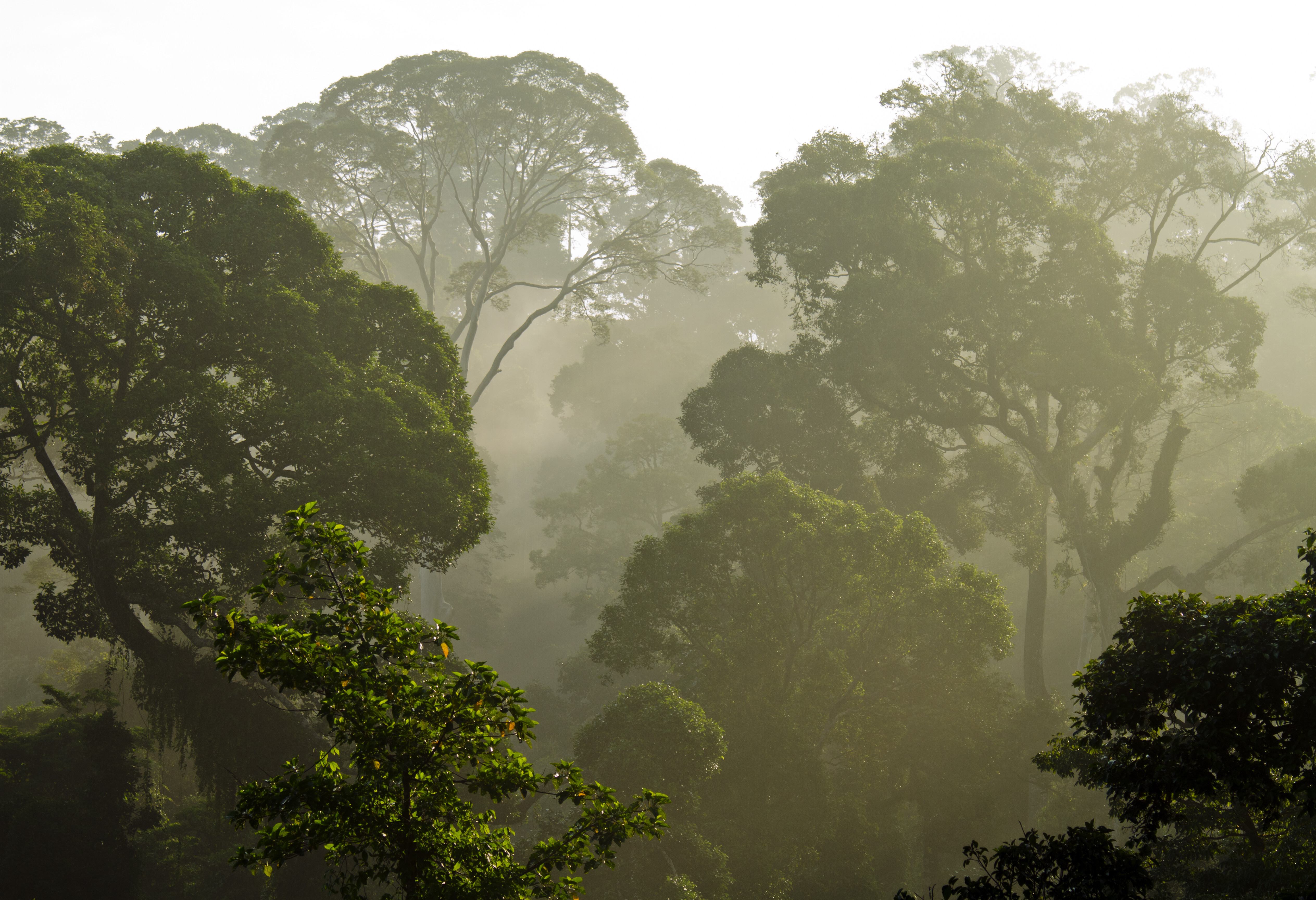 Danum Valley Borneo Rainforest Lodge