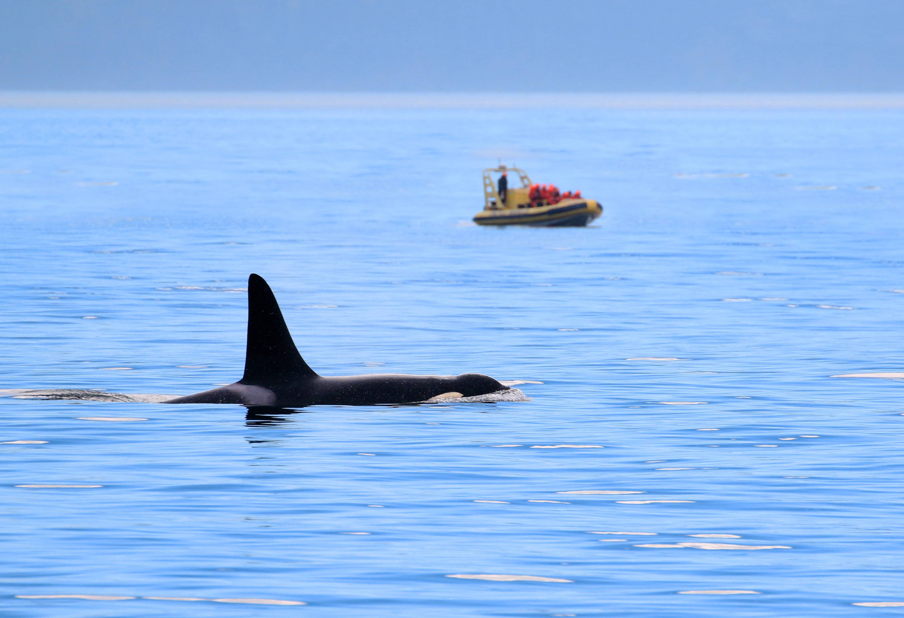 Orka's spotten Victoria Vancouver Island Canada
