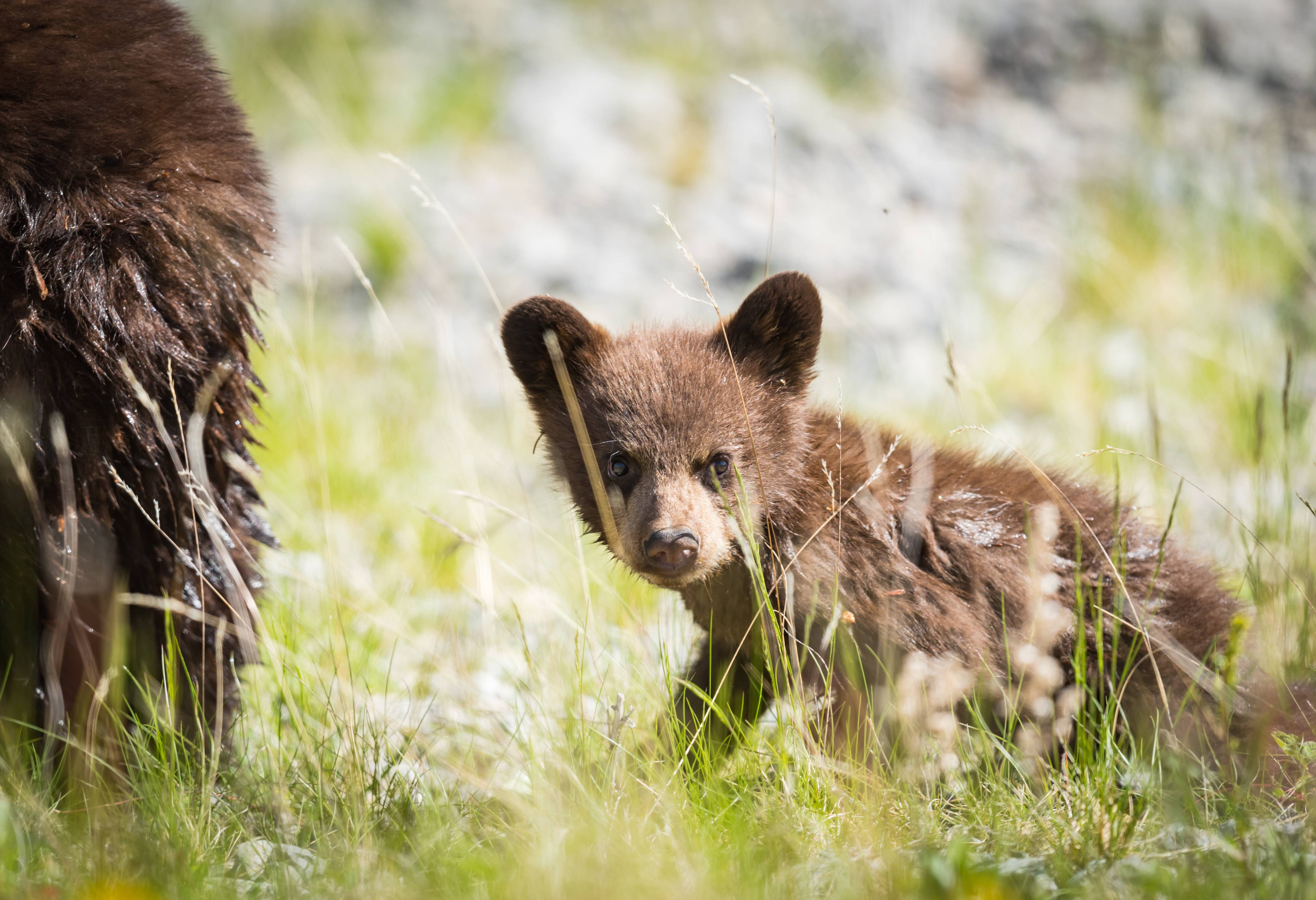 Beer Jasper National Park Canada