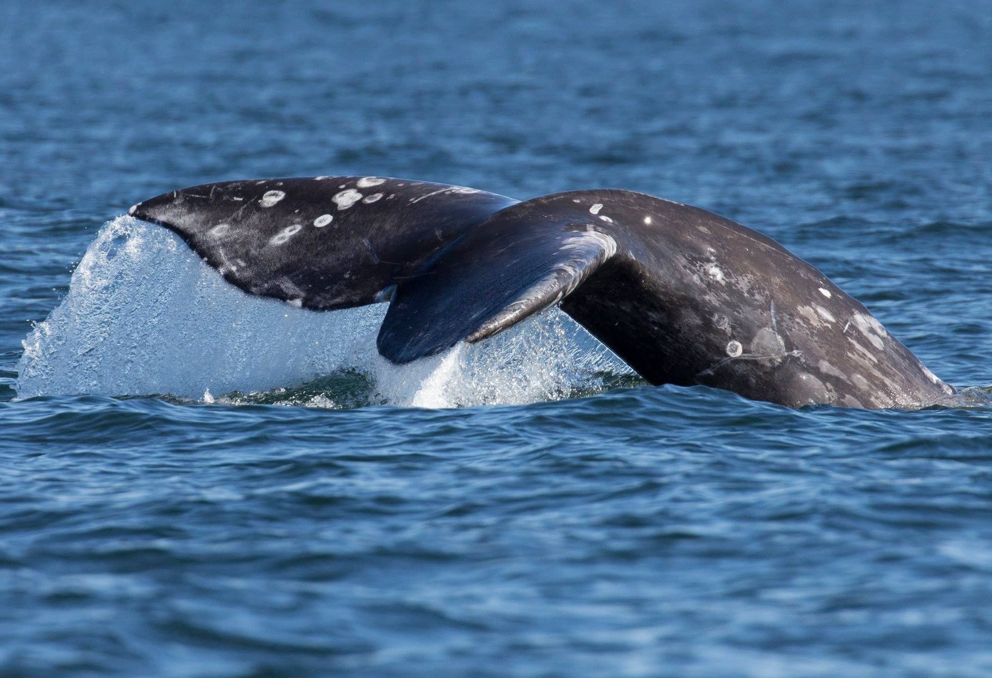 Walvis excursie Tofino Vancouver Island Canada