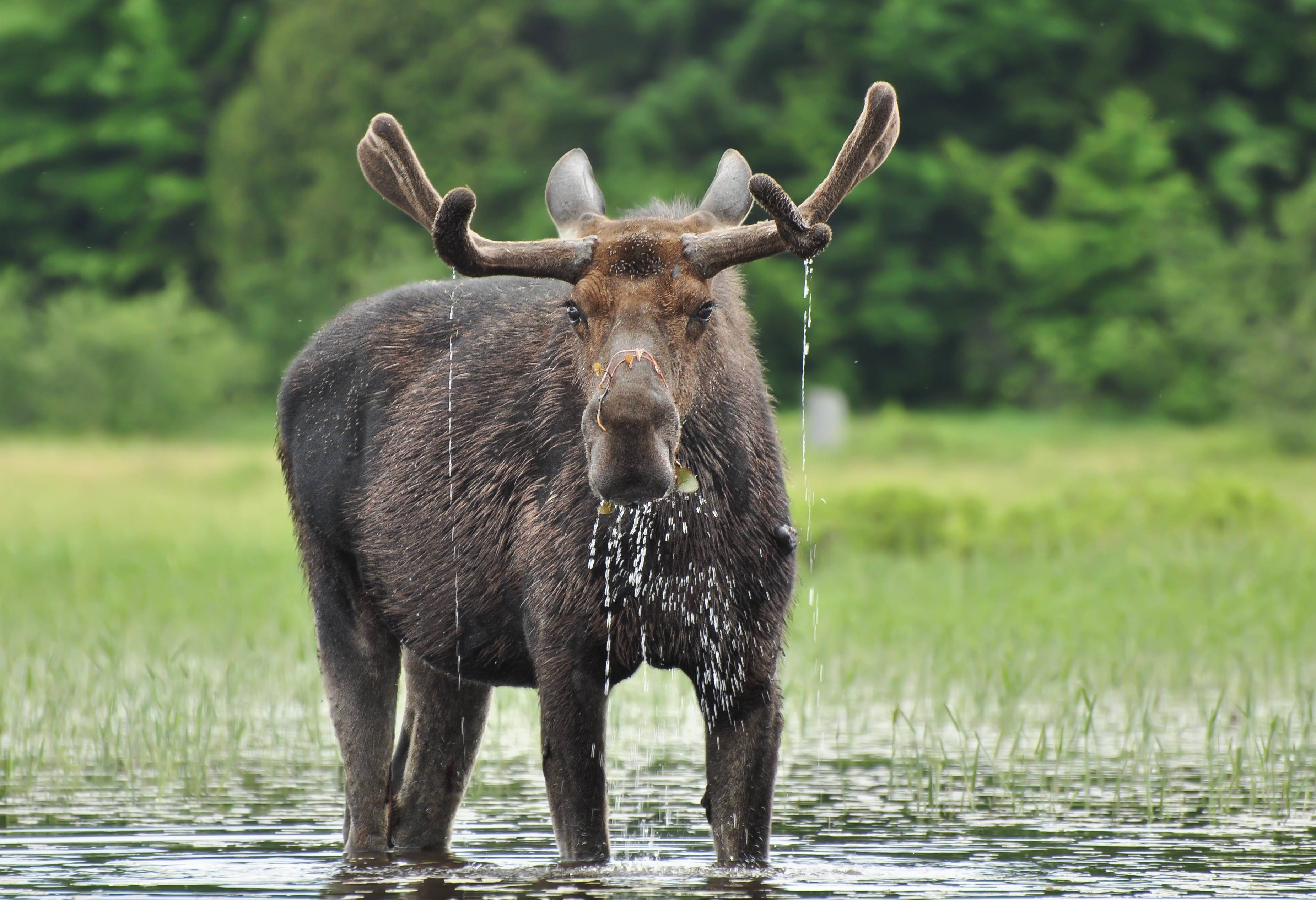 Eland in Algonquin Provincial Park Canada