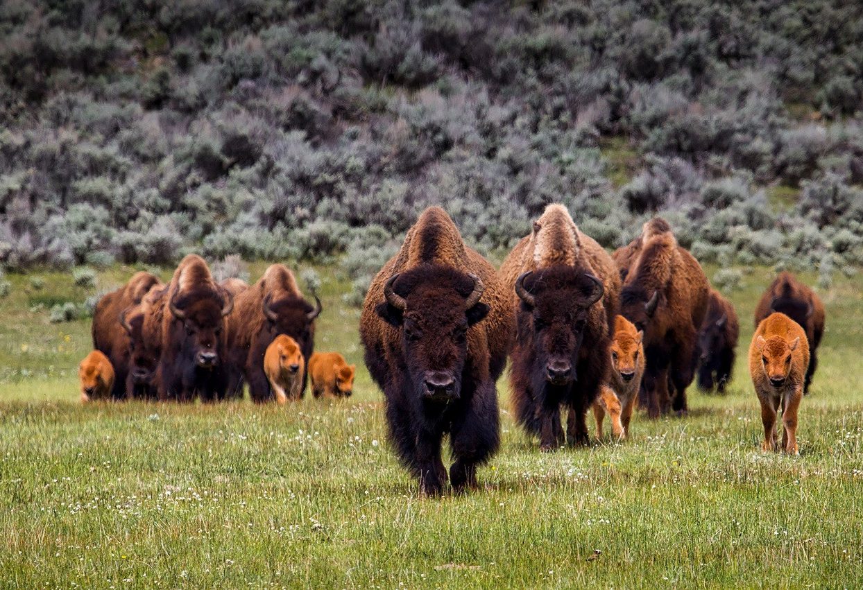 Bizons Yellowstone National Park Amerika
