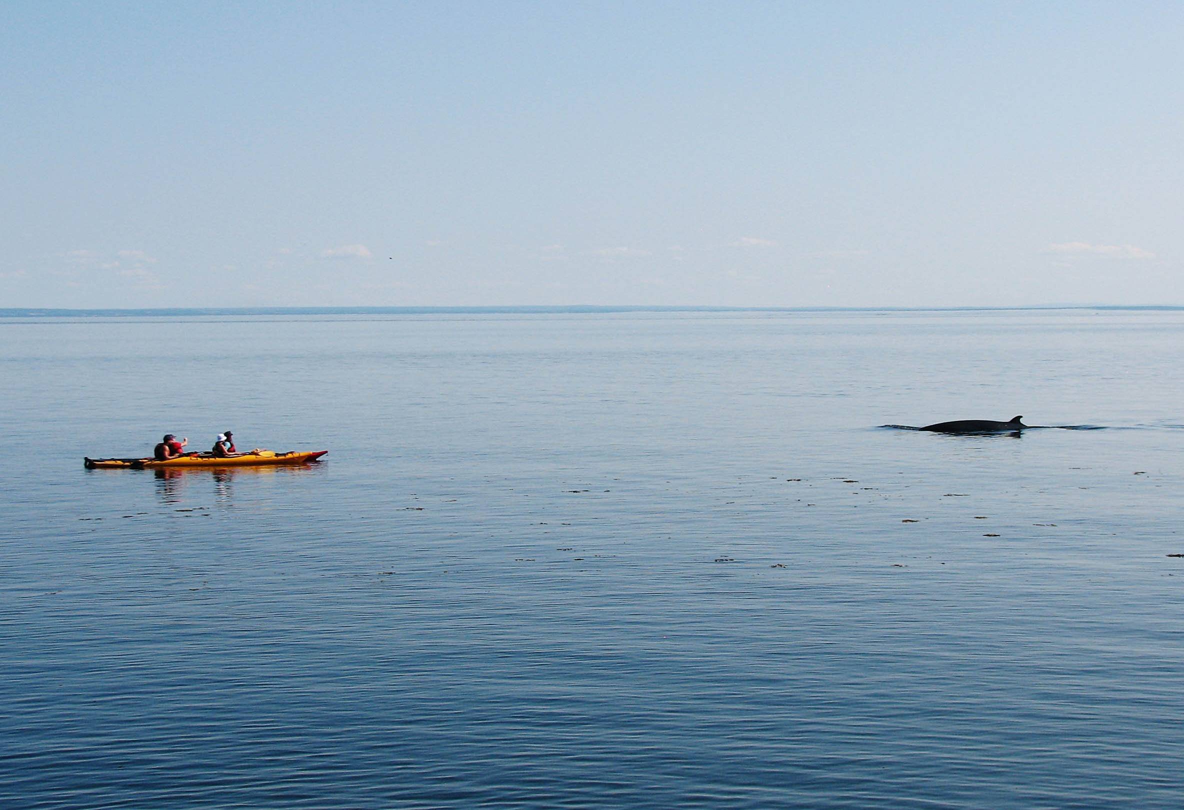 Tadoussac kajak walvis excursie Canada