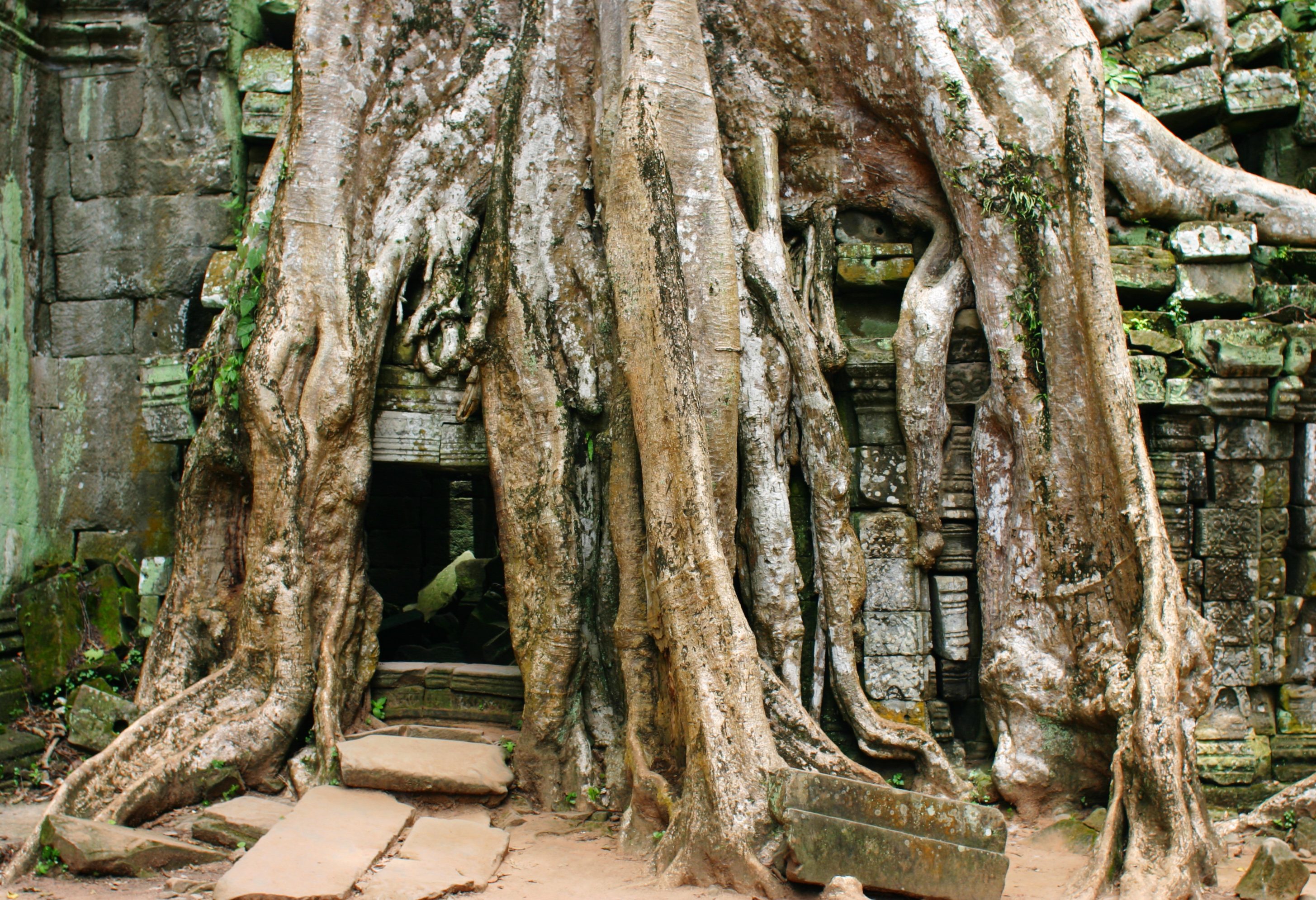 Ta Prohm tempel in het Angkor tempelcomplex in Cambodja